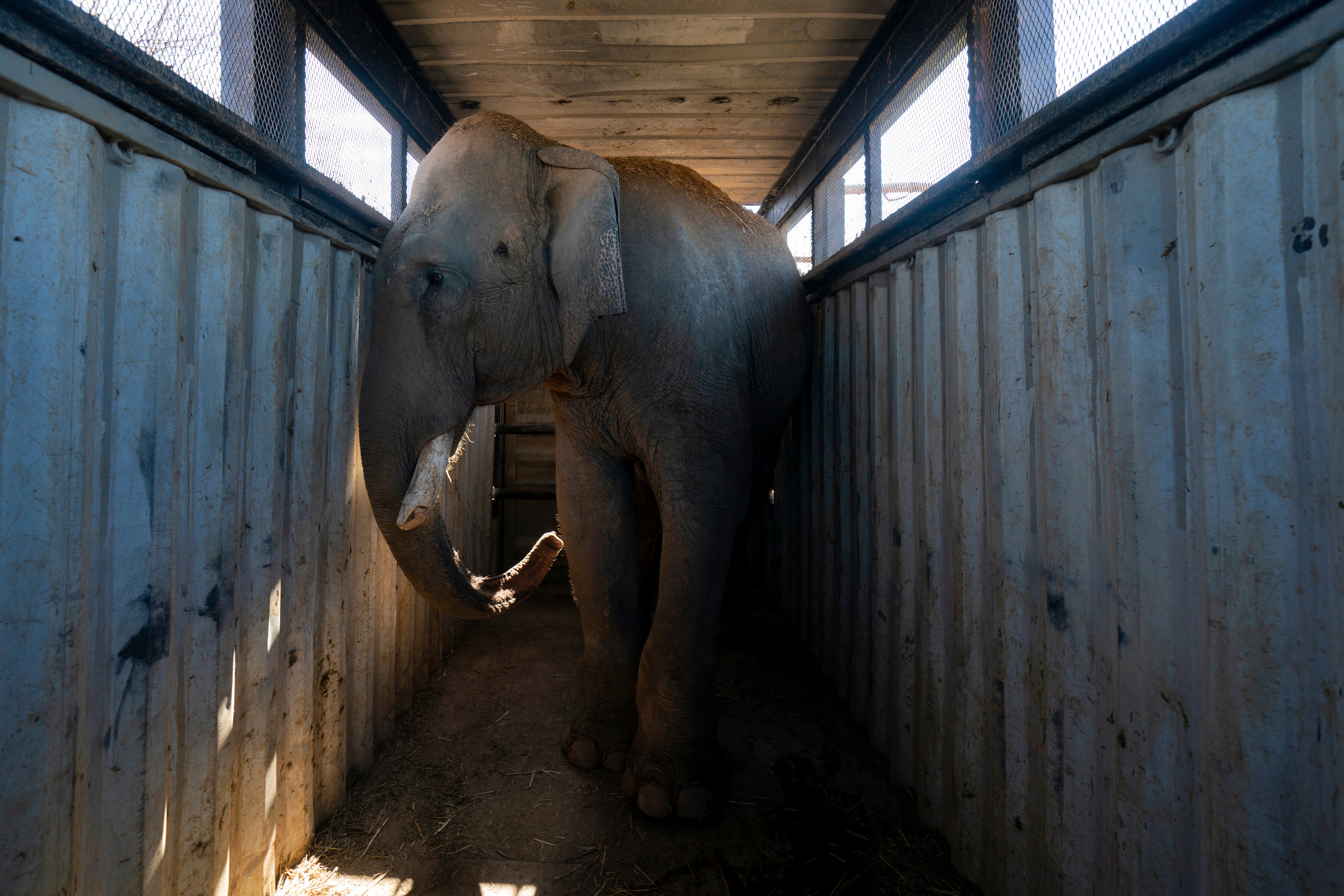 Mexico Violence Animal Refuge Photo Gallery