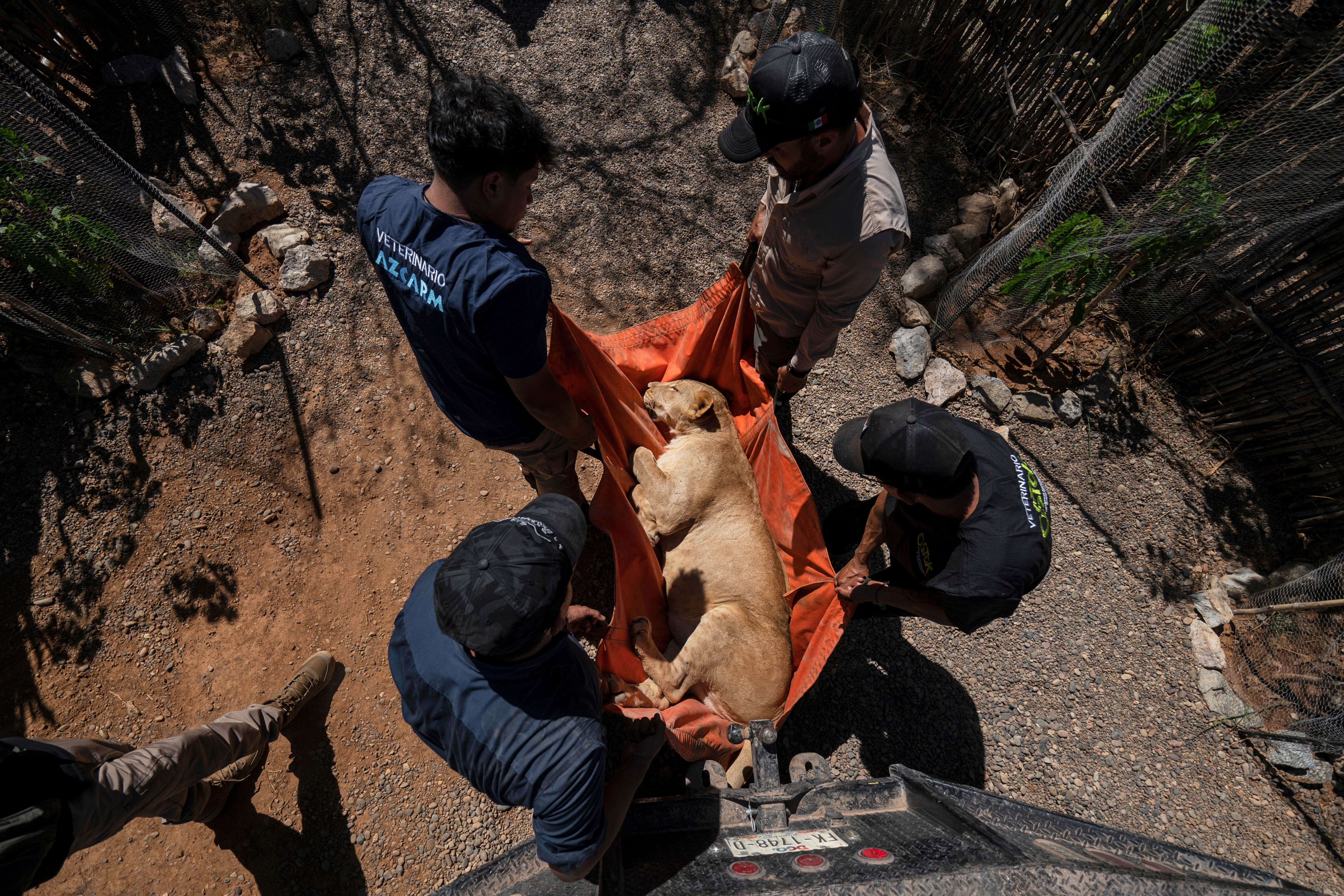 Mexico Violence Animal Refuge Photo Gallery