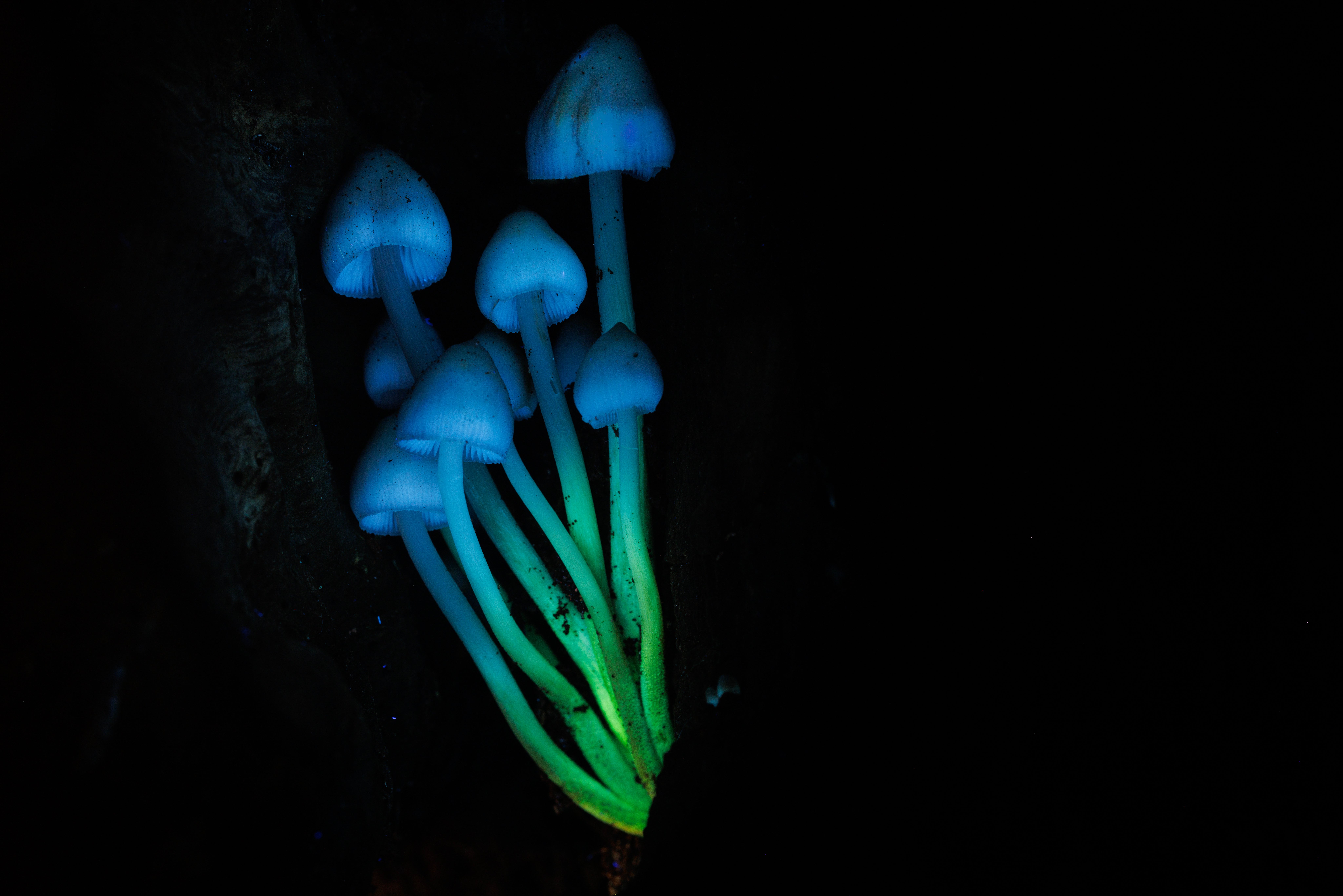 Mushrooms glow under ultraviolet-induced visible fluorescence