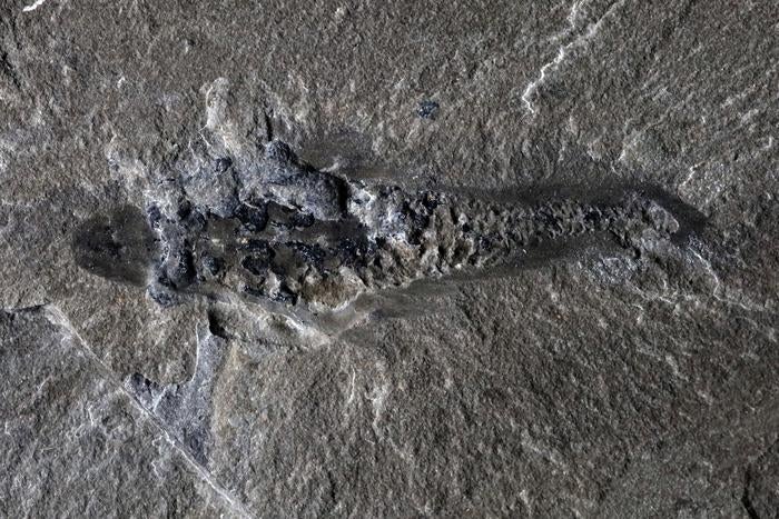 Fossil specimen of Mosura fentoni