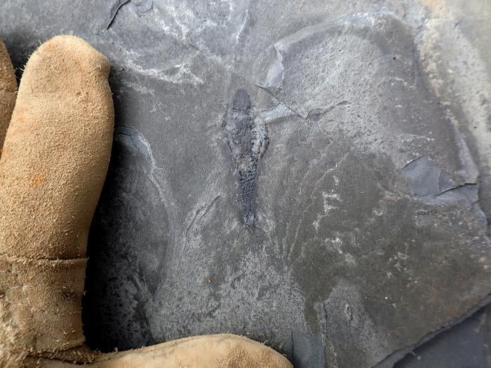 Joe Moysiuk discovering a specimen of Mosura fentoni at the Burgess Shale