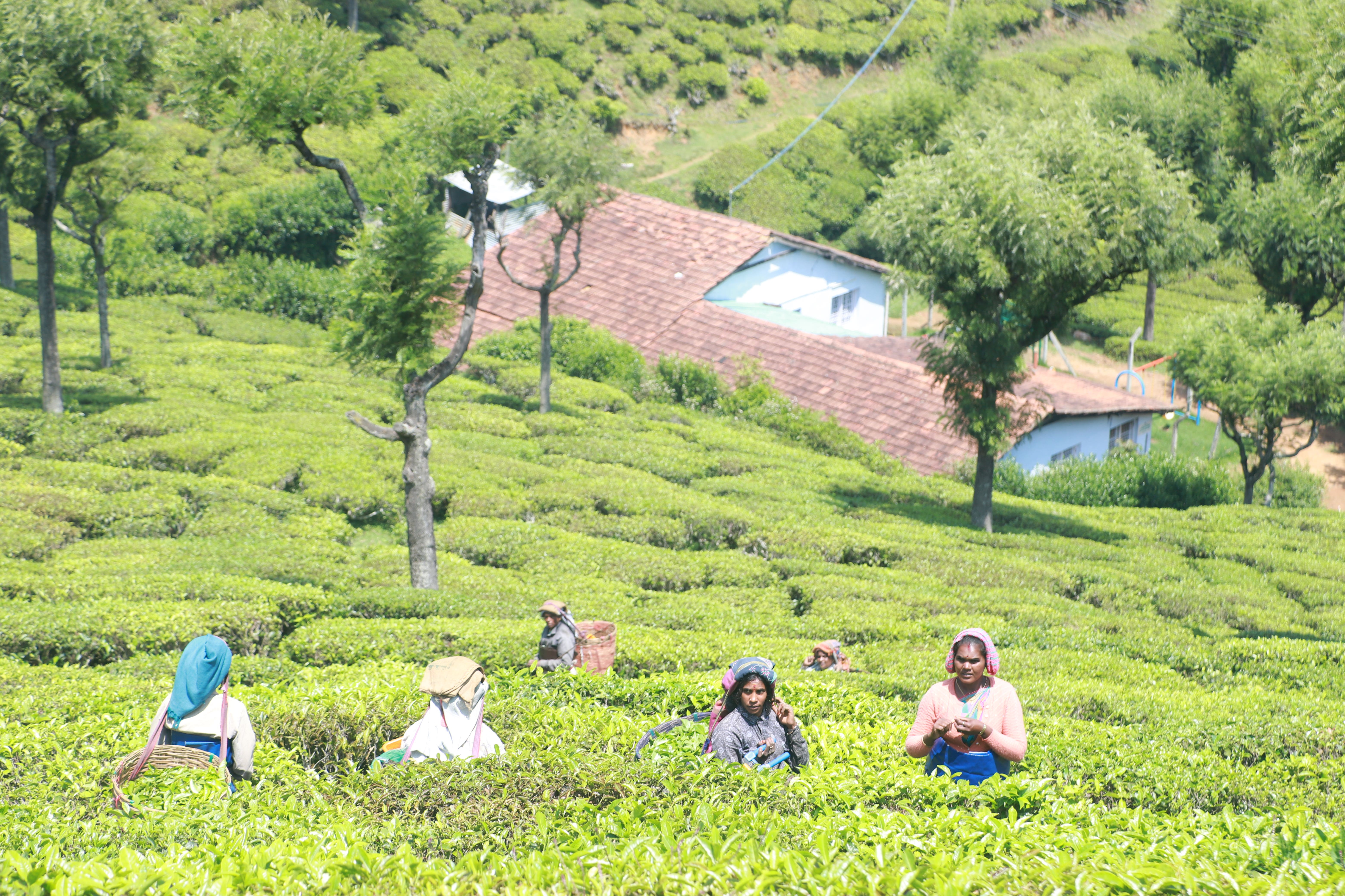 Workers on the United Nilgiris Tea Estates, South India. (Fairtrade/PA)
