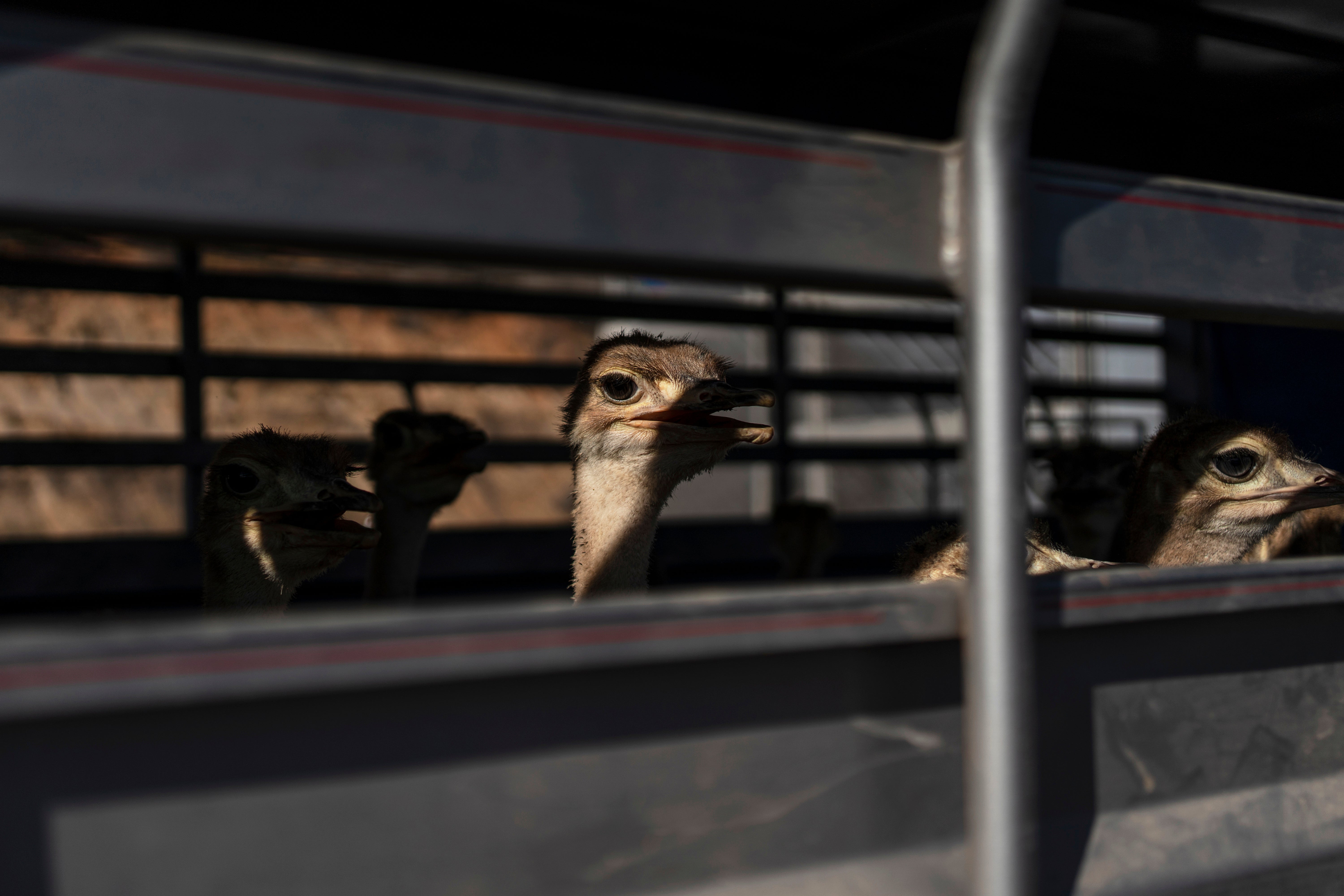 Mexico Violence Animals Refuge