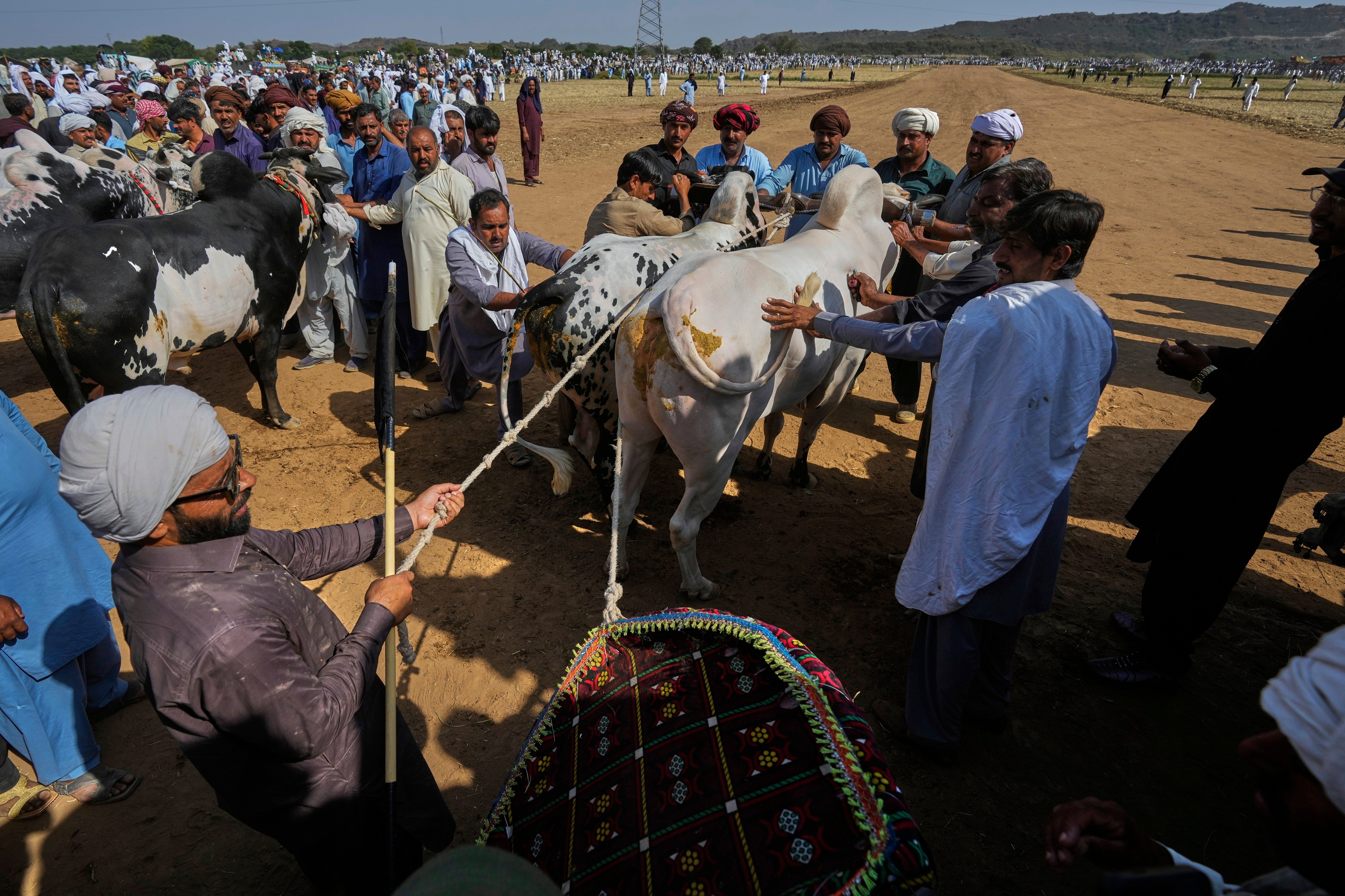 Pakistan Bull Racing Photo Gallery