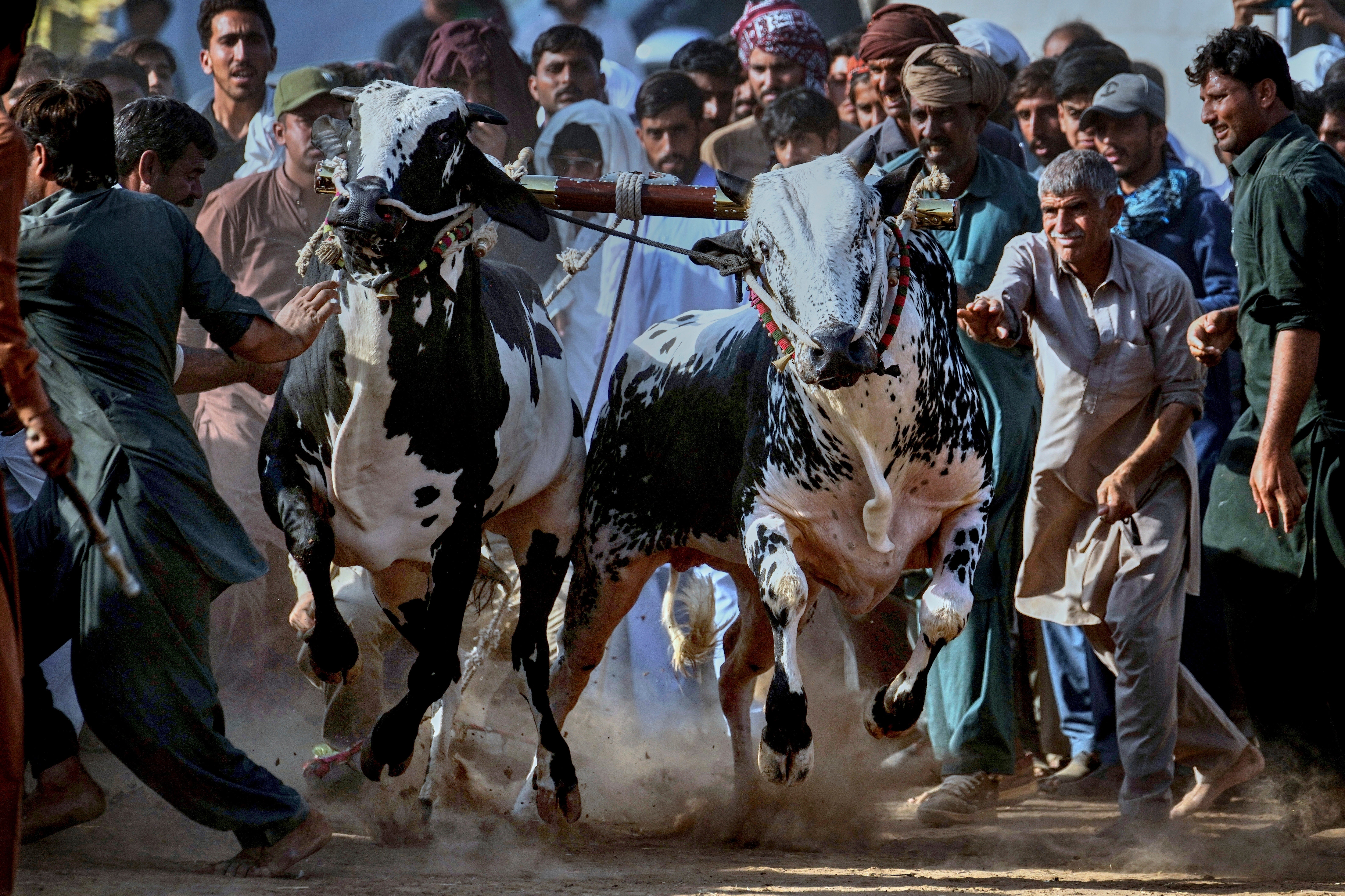 Pakistan Bull Racing Photo Gallery