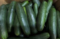 Cucumbers under recall after salmonella outbreak tied to 15 states left 9 people hospitalized