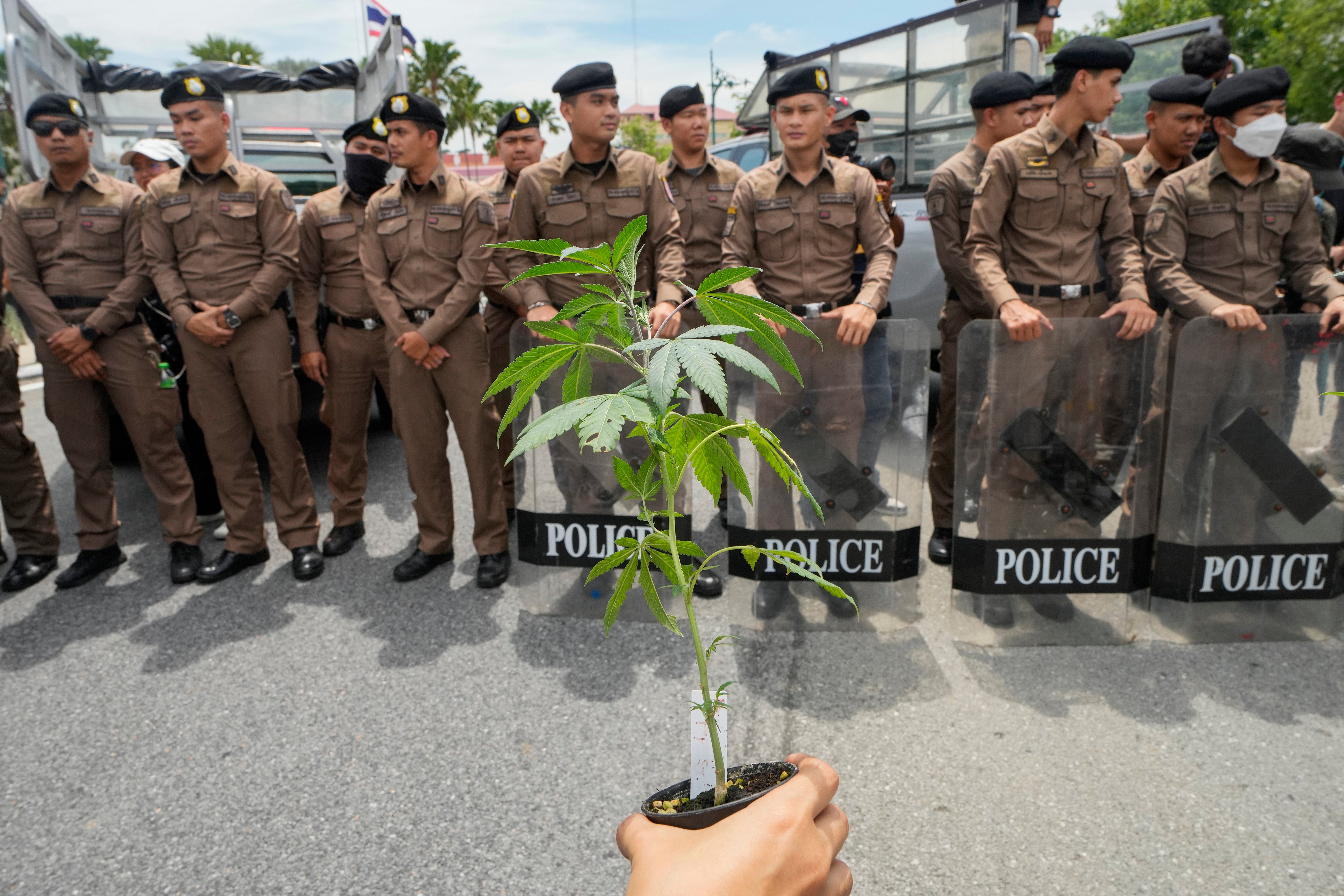 Police stand guard as cannabis activists and entrepreneurs, holding cannabis plant gather in front of Government House in Bangkok, Thailand, Monday, July 8, 2024