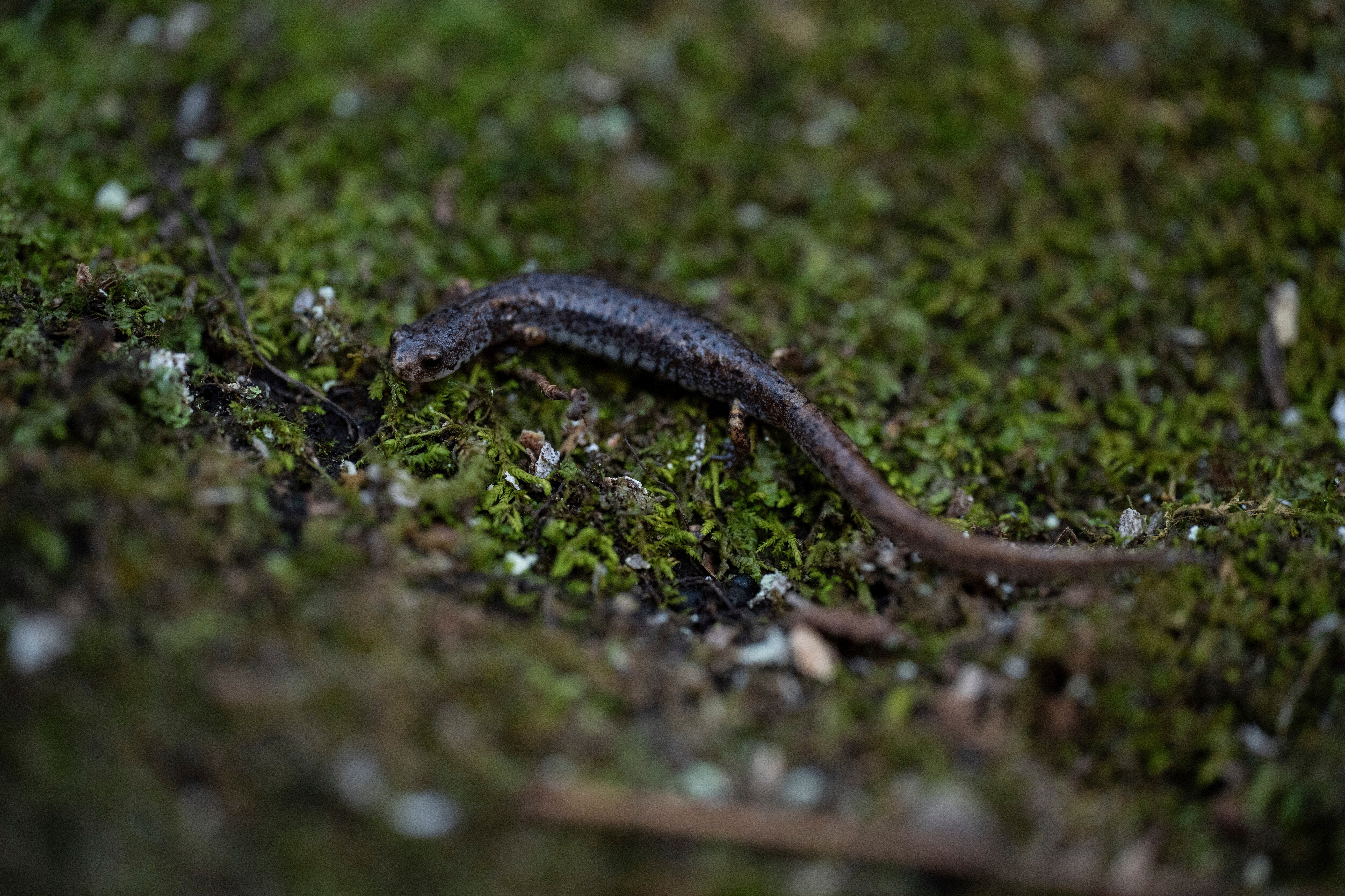 Climate Amphibians Population