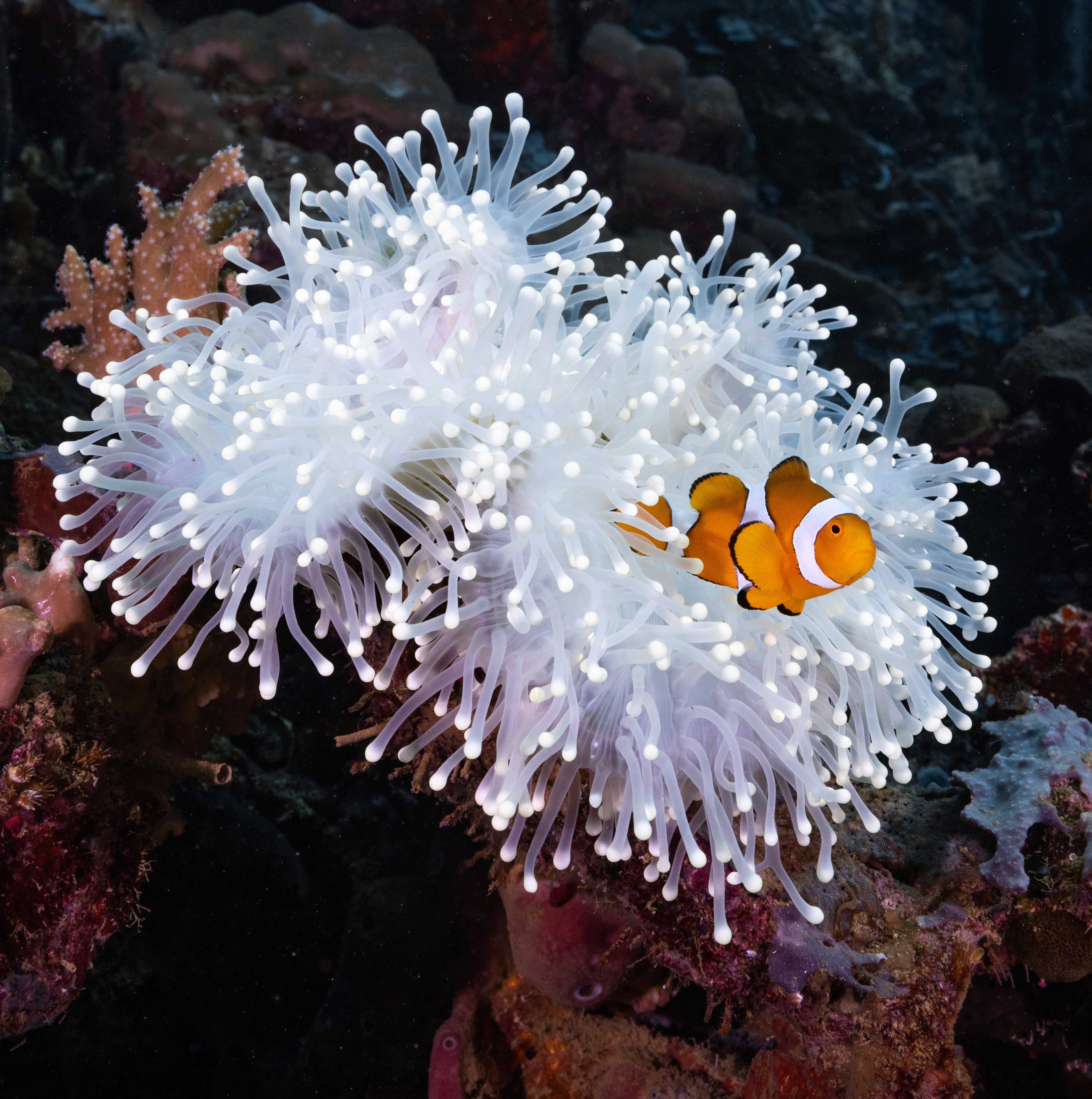 Shrinking Clownfish