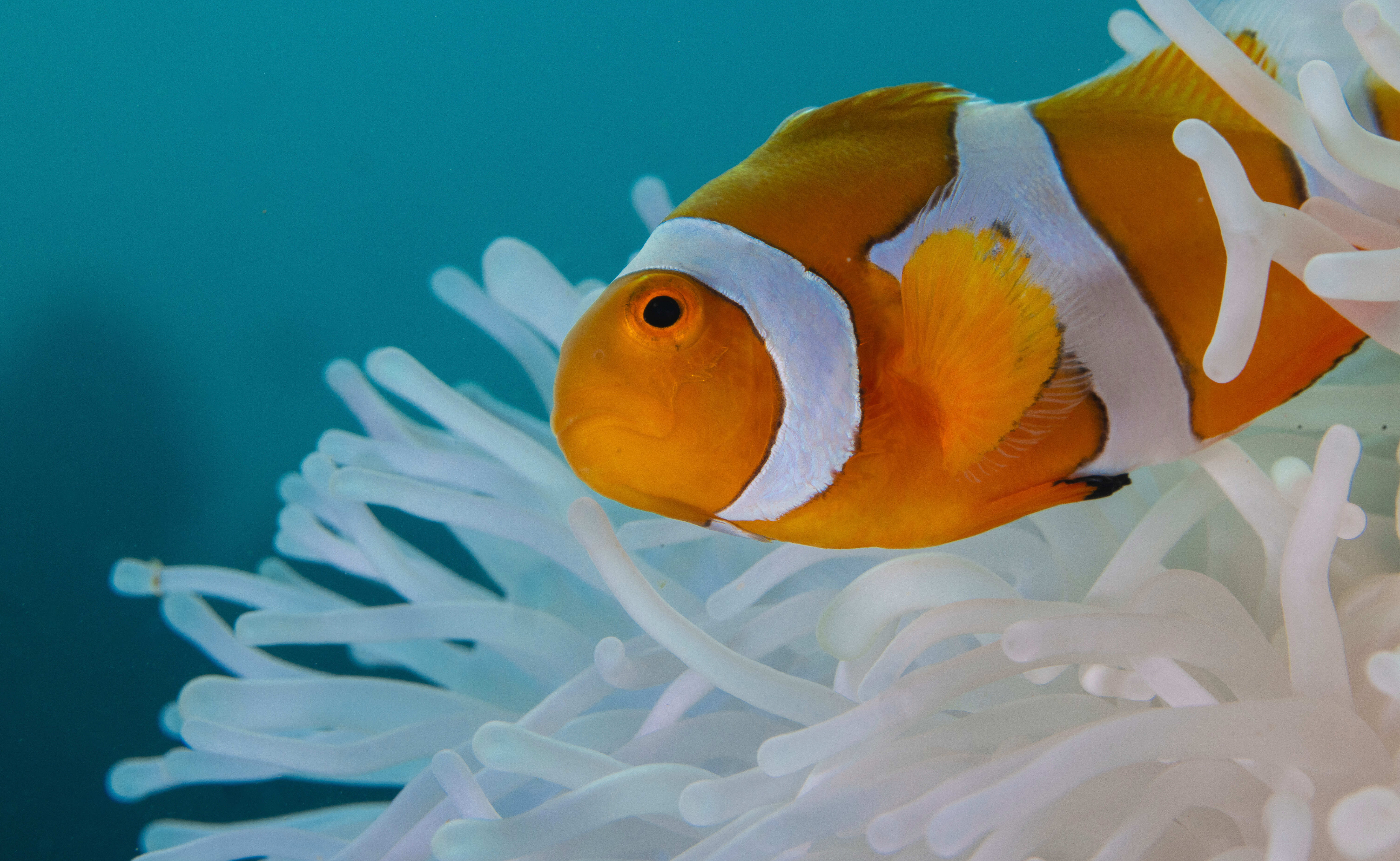 Shrinking Clownfish