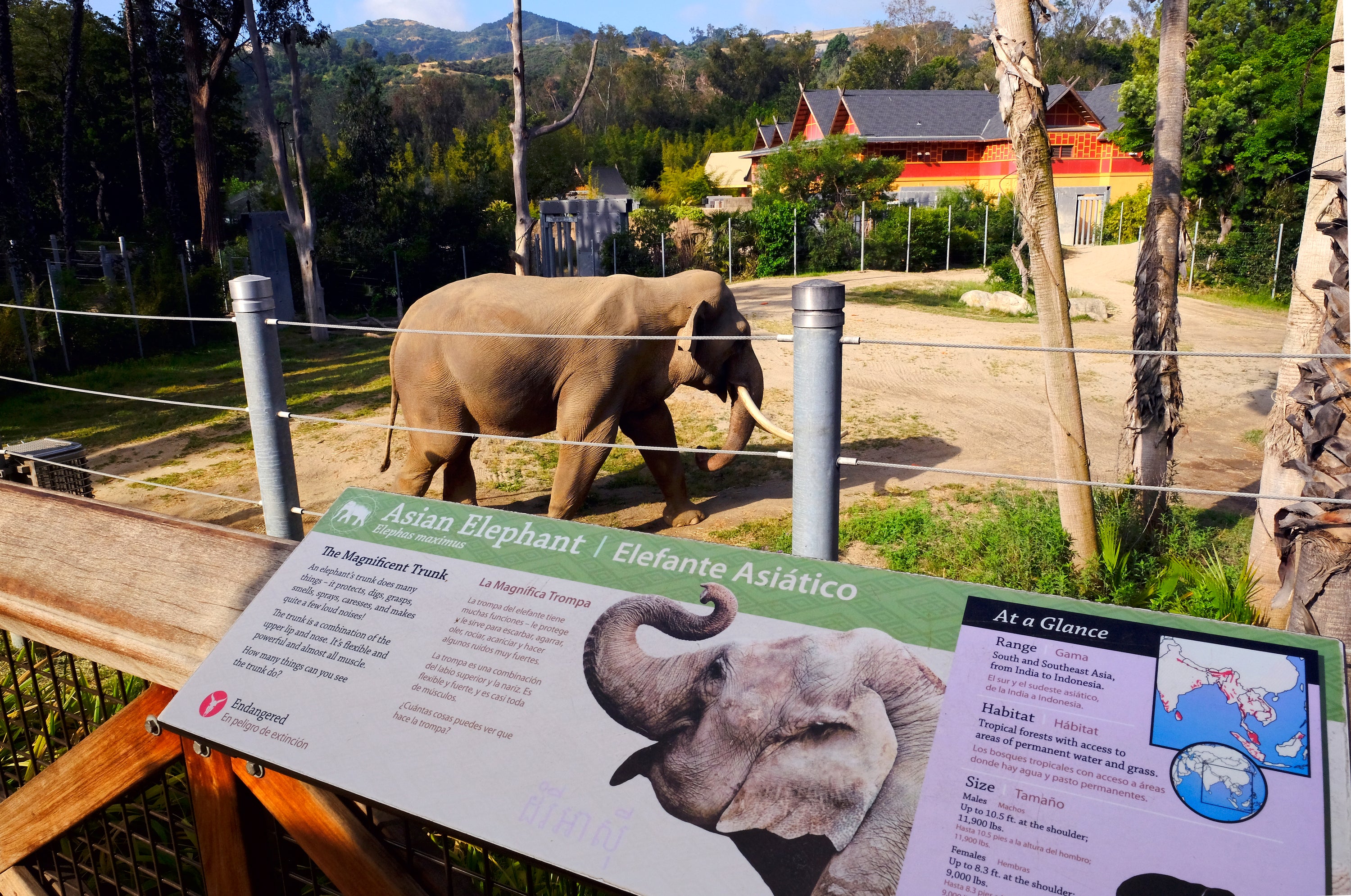 LA Zoo Last Elephants