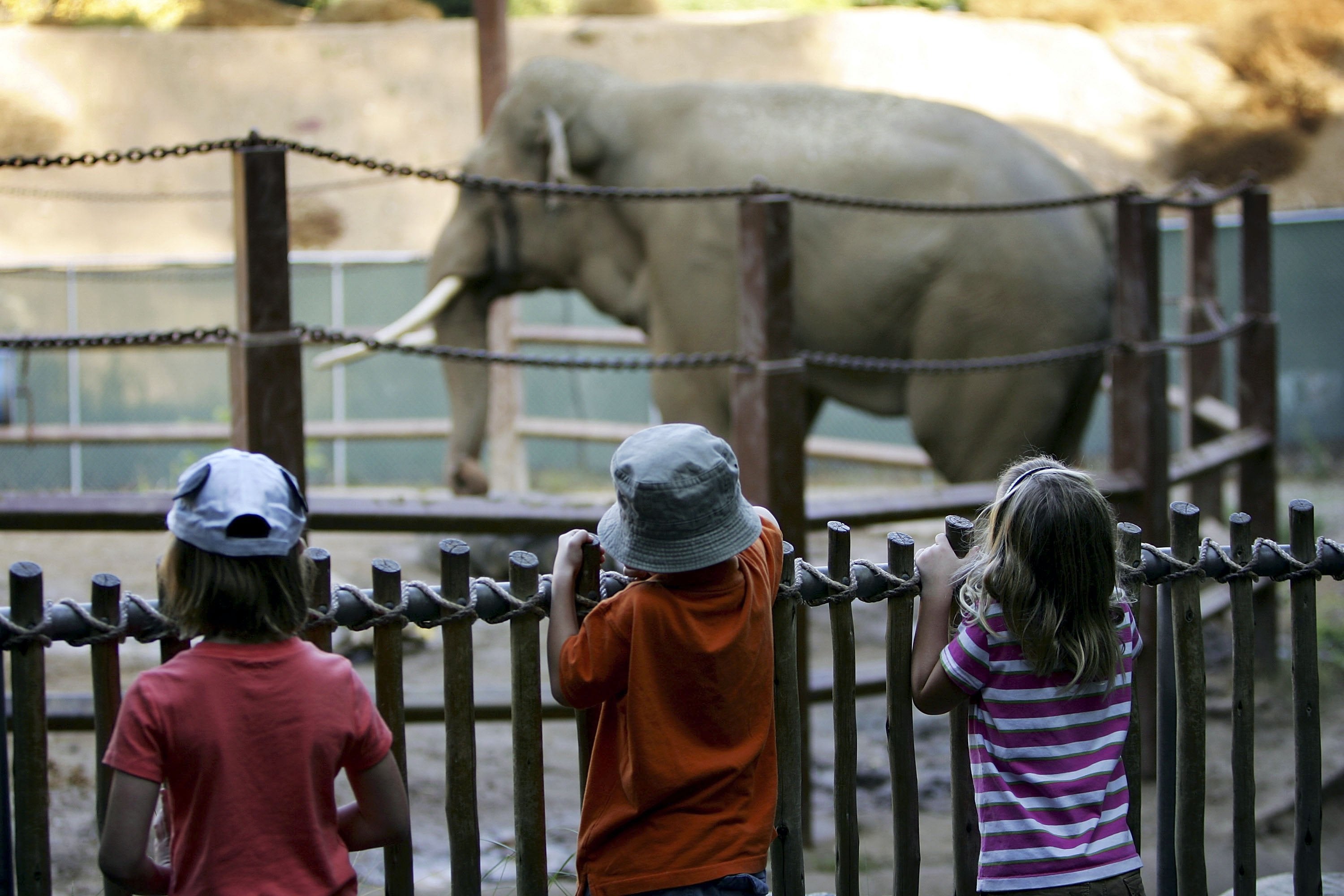 ‘Where are Billy and Tina?’ Activists outraged after two Asian elephants vanish from the Los Angeles Zoo