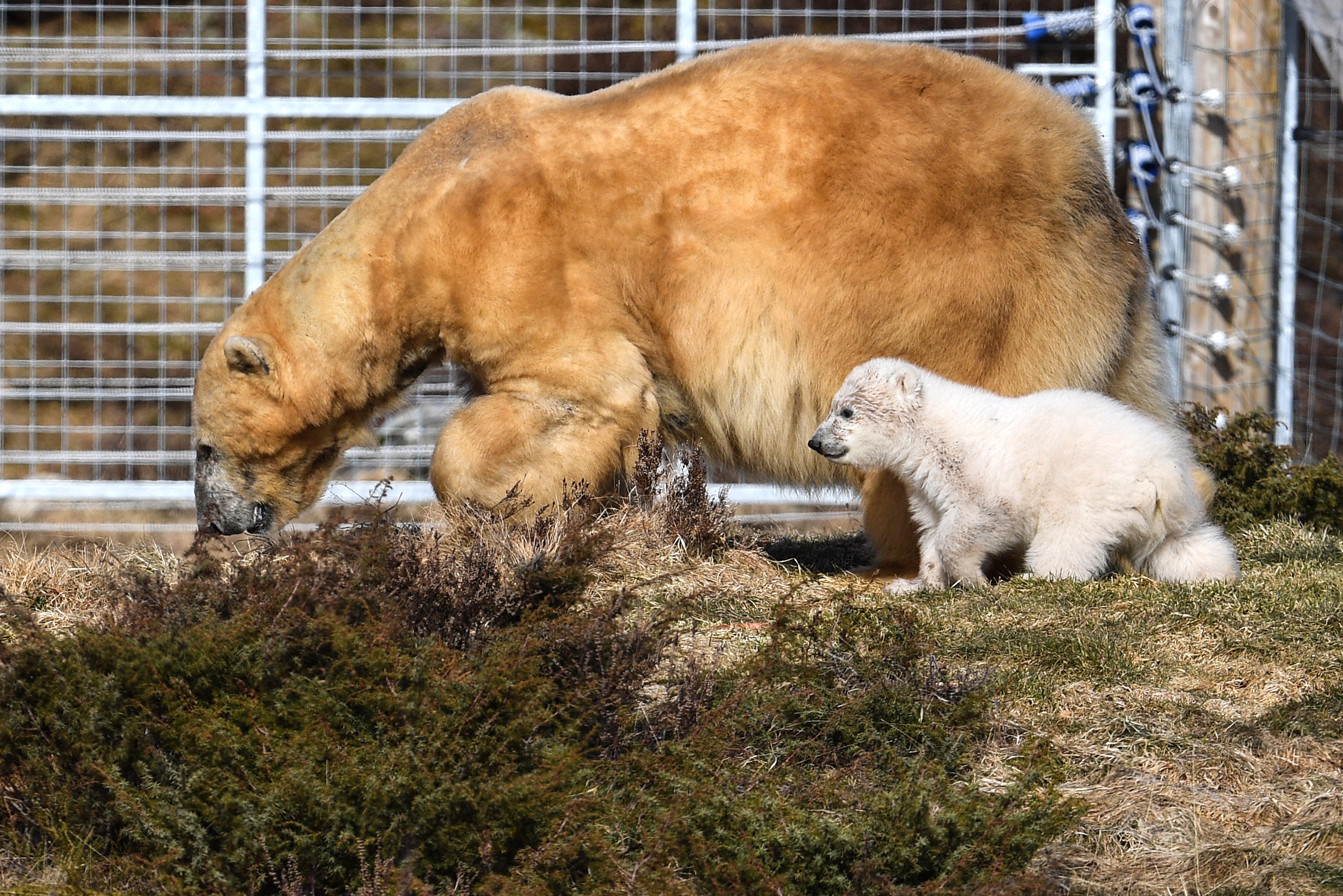 Victoria the polar bear has been euthanised