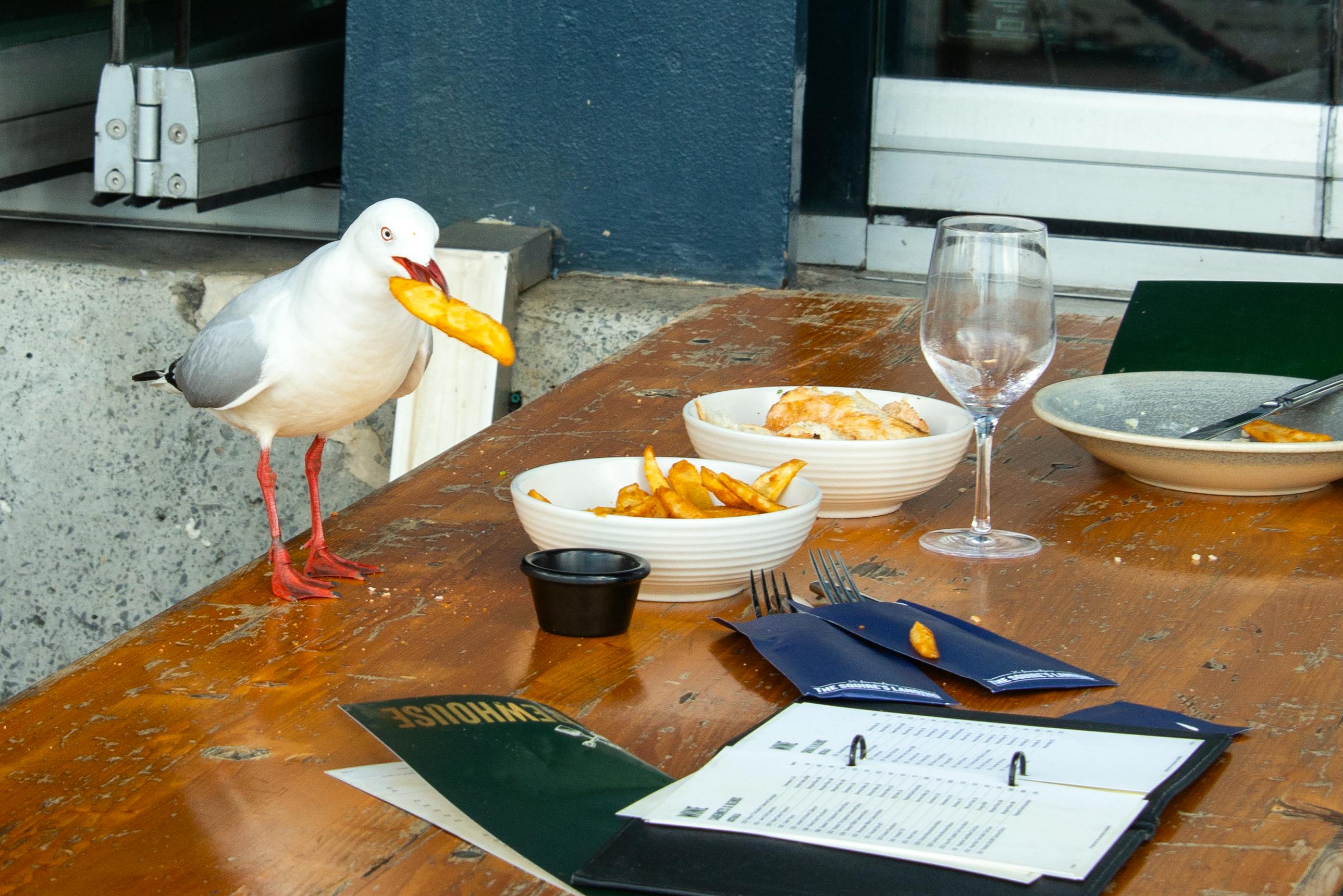 The study found that seagulls are able to detect differences in the acoustic properties of human voices