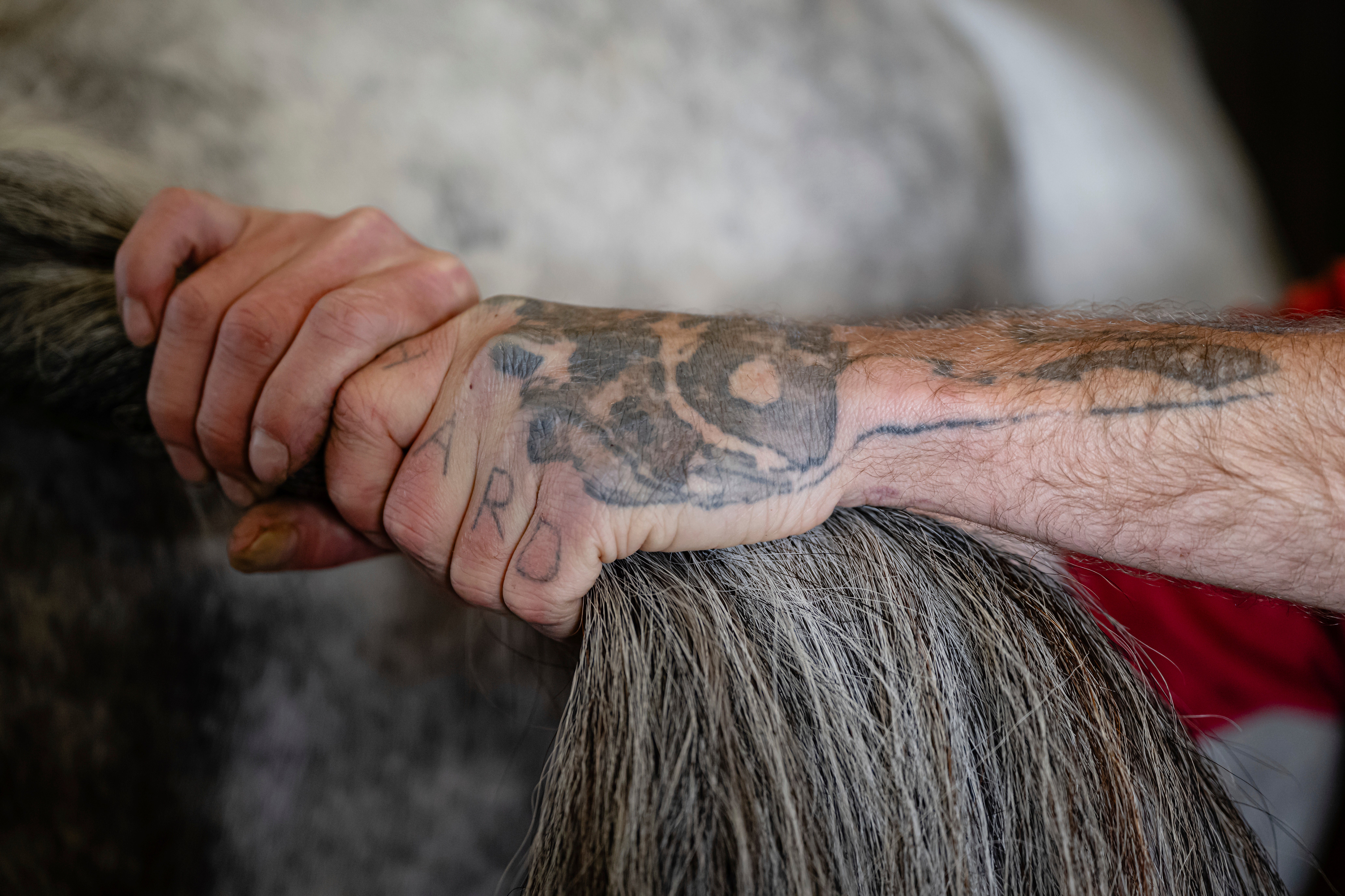 Recovery Through Horses