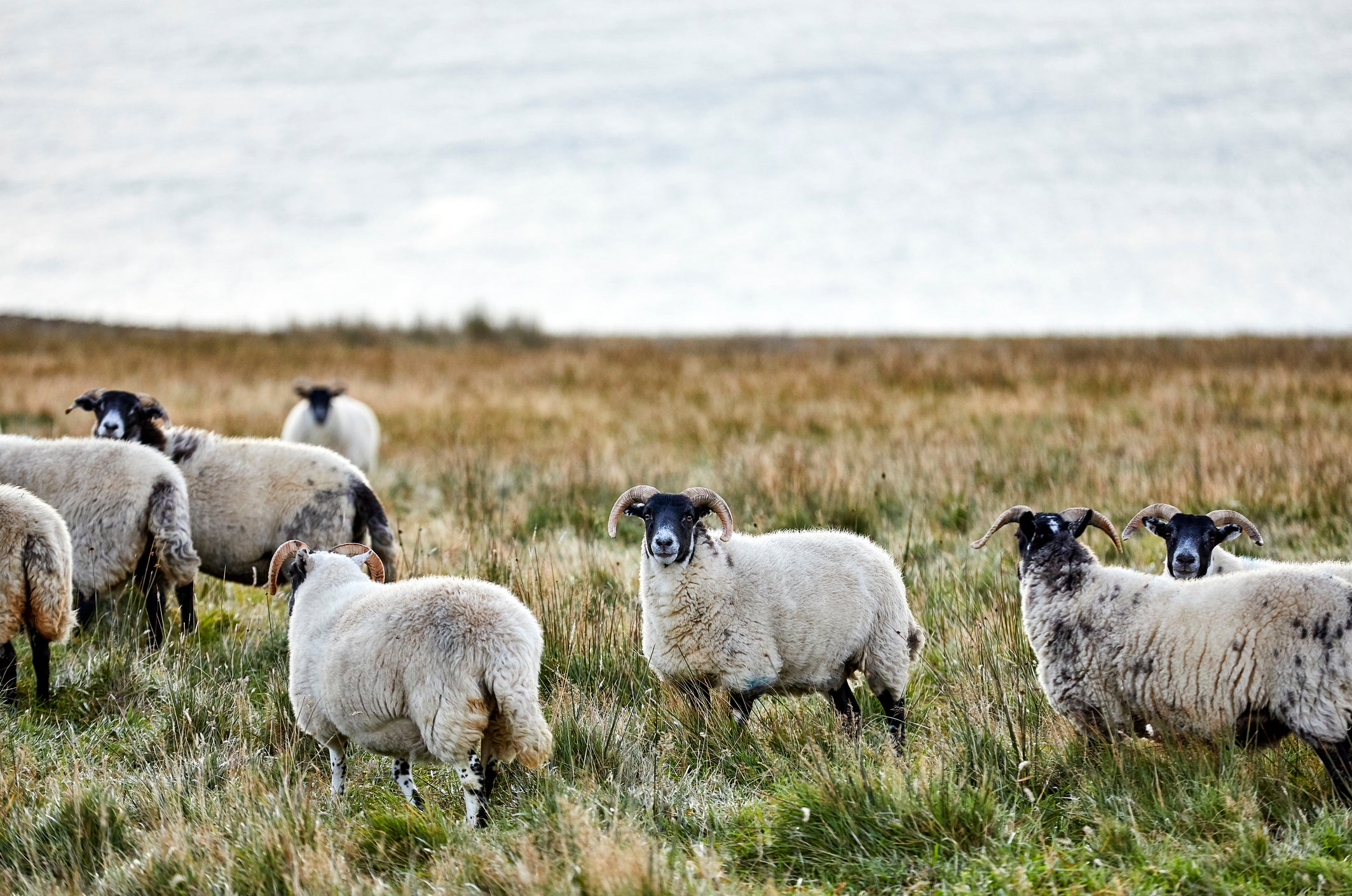 Scottish Blackface Sheep on the Isle of Skye