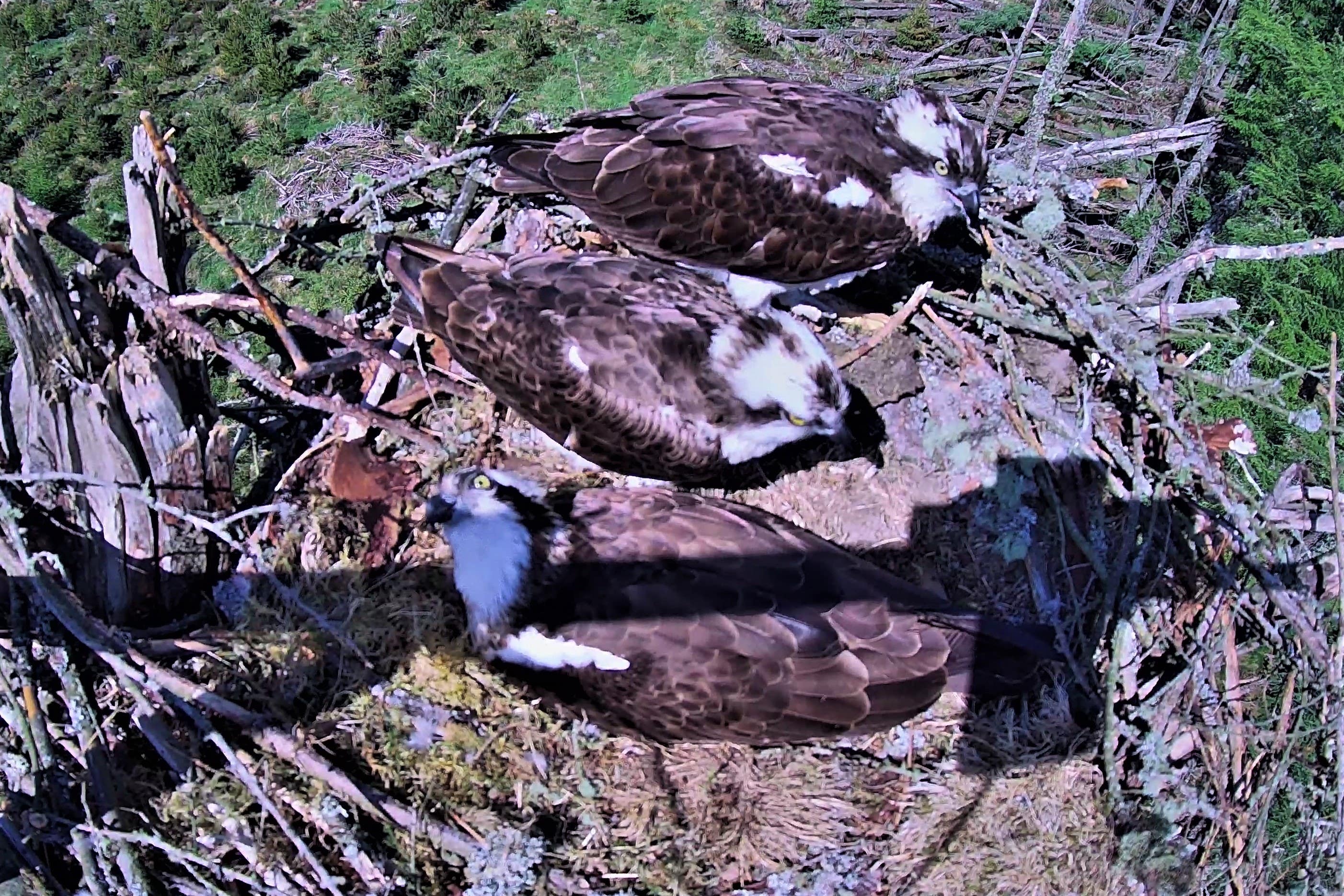 The three ospreys – two female and one male – are sharing a nest (FLS/PA)