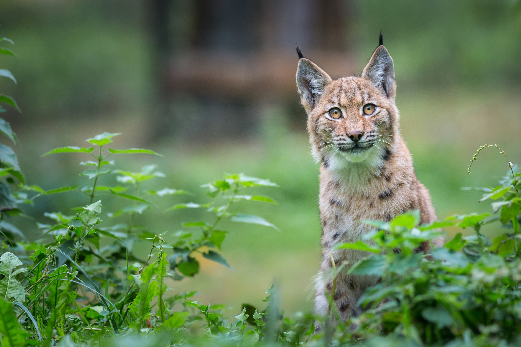 Scotland’s National Lynx Discussion continues to mull the reintroduction of the species