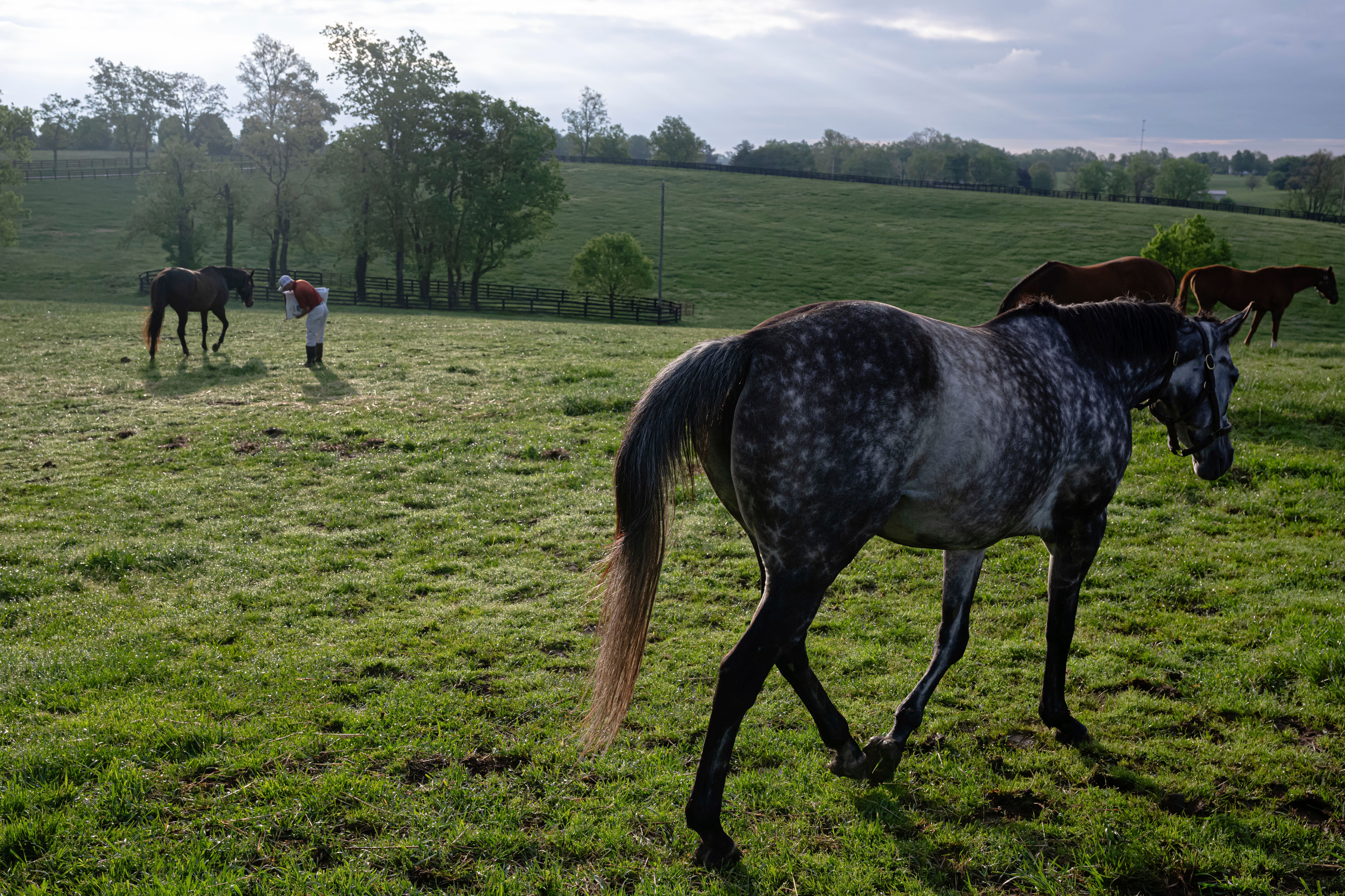 Recovery Through Horses
