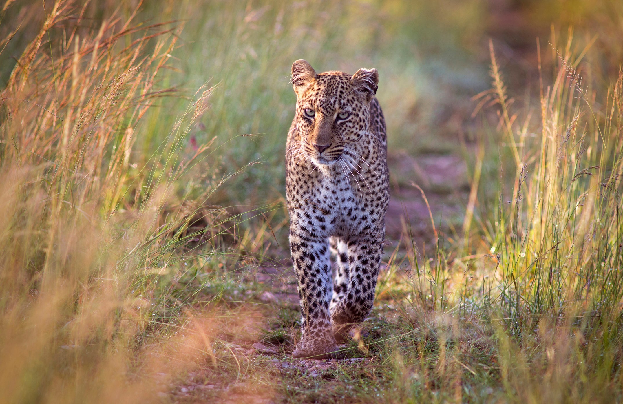 More than 700 leopard parts were exported from Africa in 2023