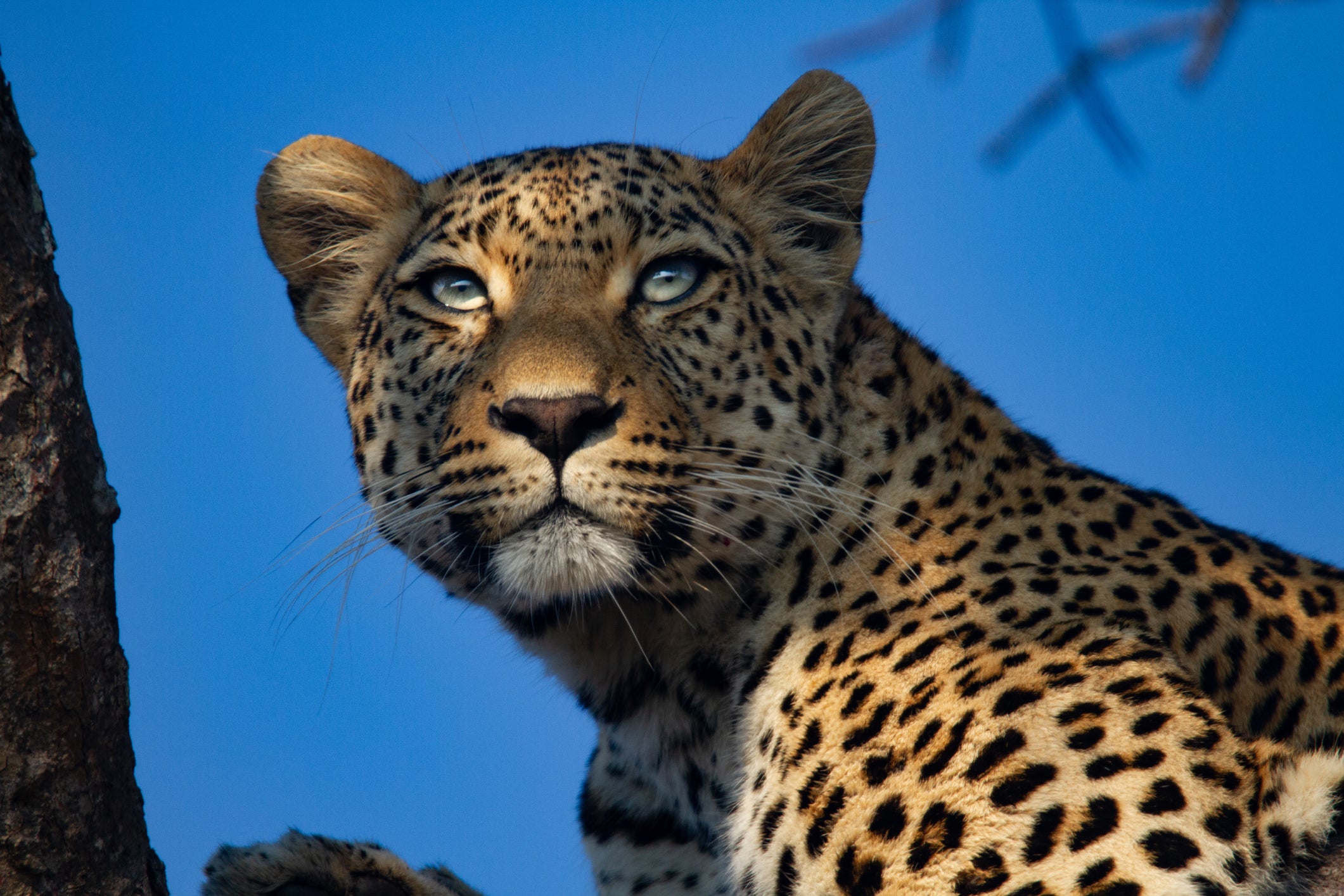 Leopard populations are falling and nobody can be sure how many are left, but it is still legal to hunt them