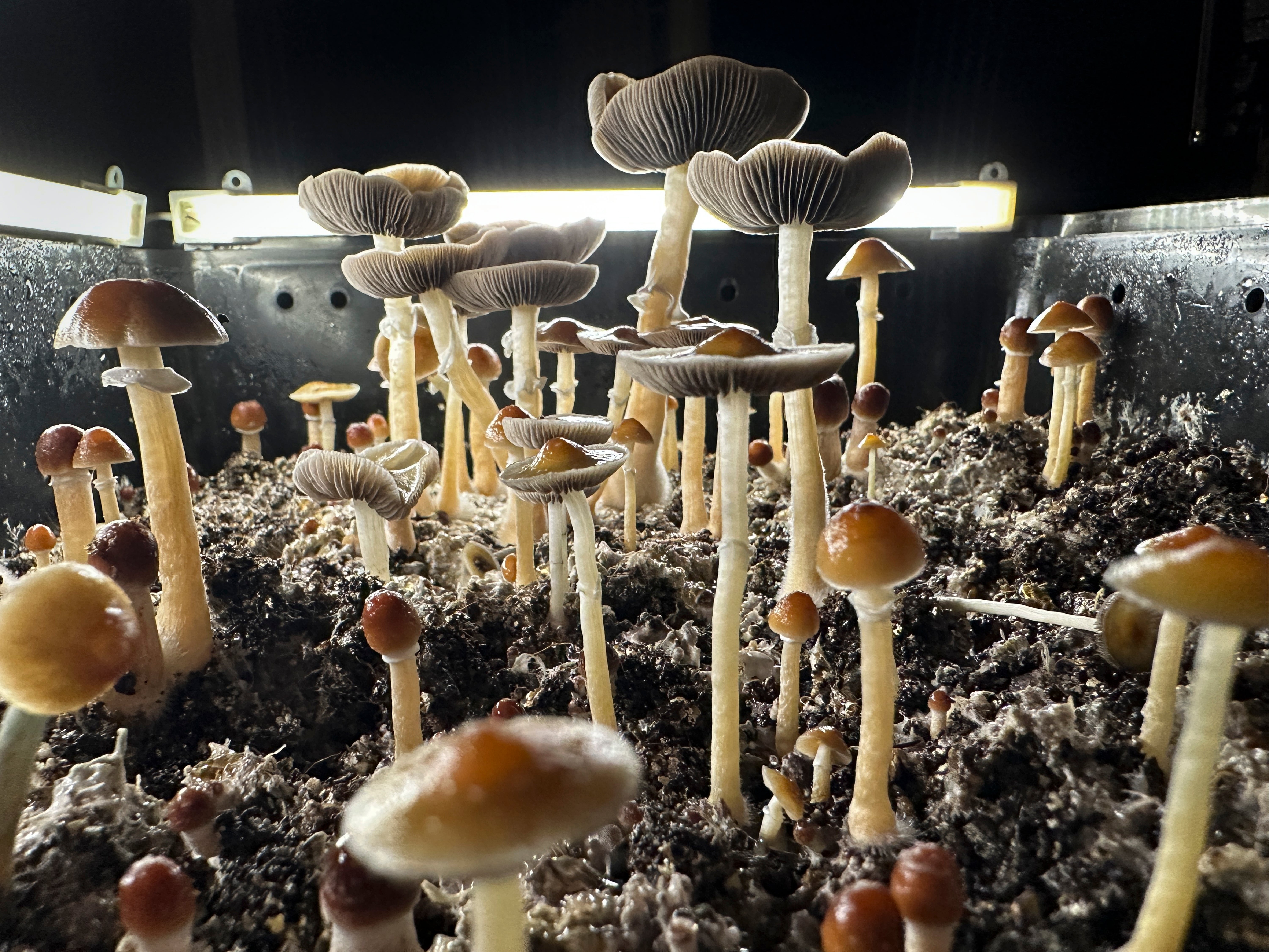Magic mushrooms can sometimes be used to help treat depression or addiction, but there's still lots that researchers don't know about the drug