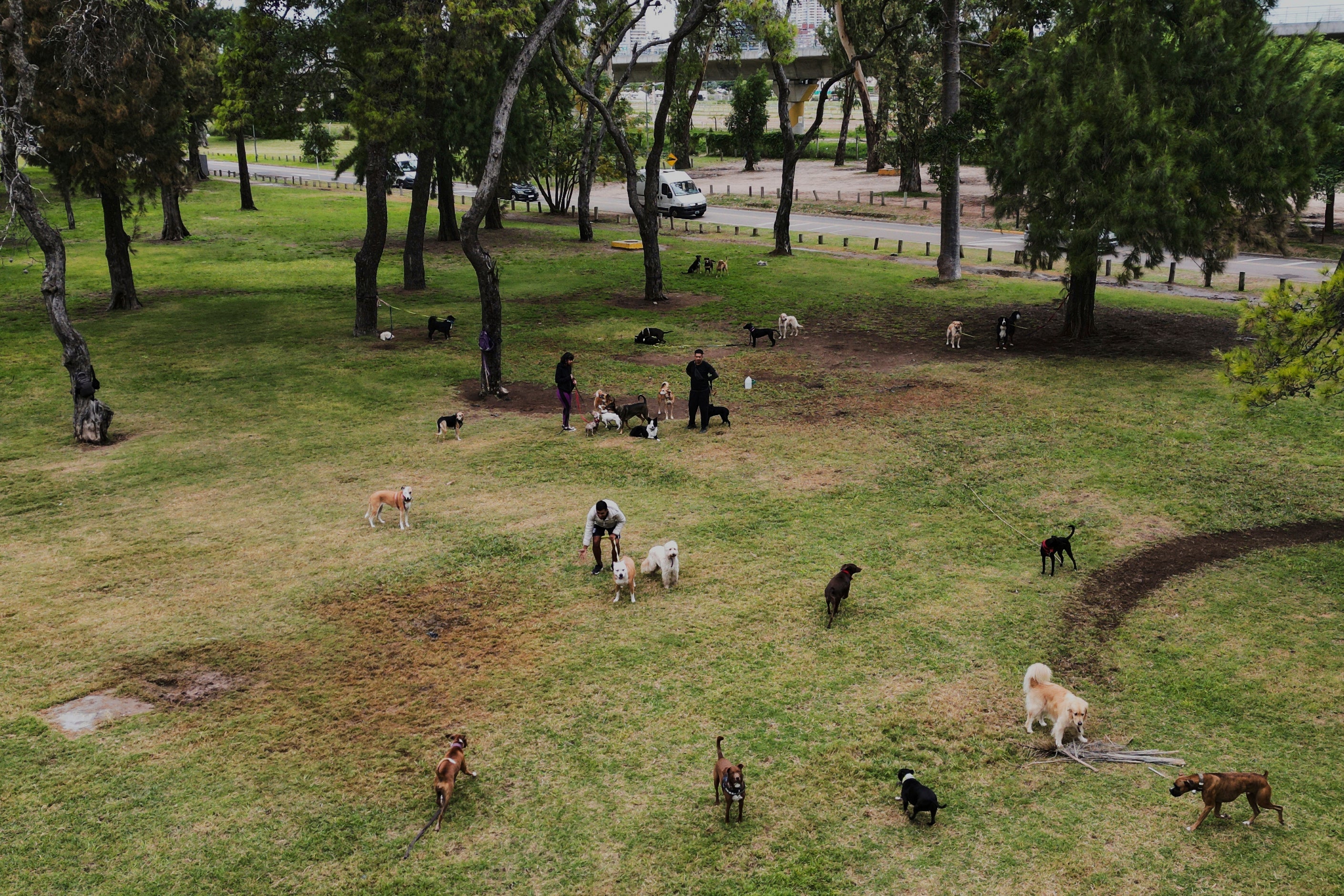 Dogs exercise and play in a park in Buenos Aires, Argentina, Monday, April 7, 2025. (AP Photo/Natacha Pisarenko)