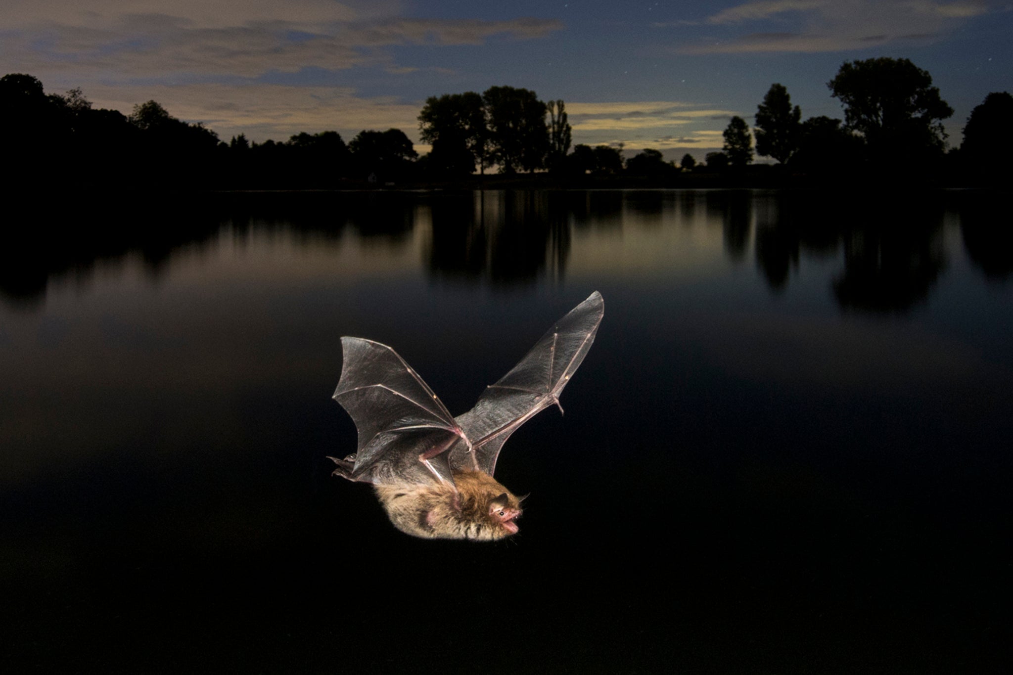 The UK is home to 18 species of bats, all of which are protected by law, but some claim the process during planning for developments is too costly and not worthwhile