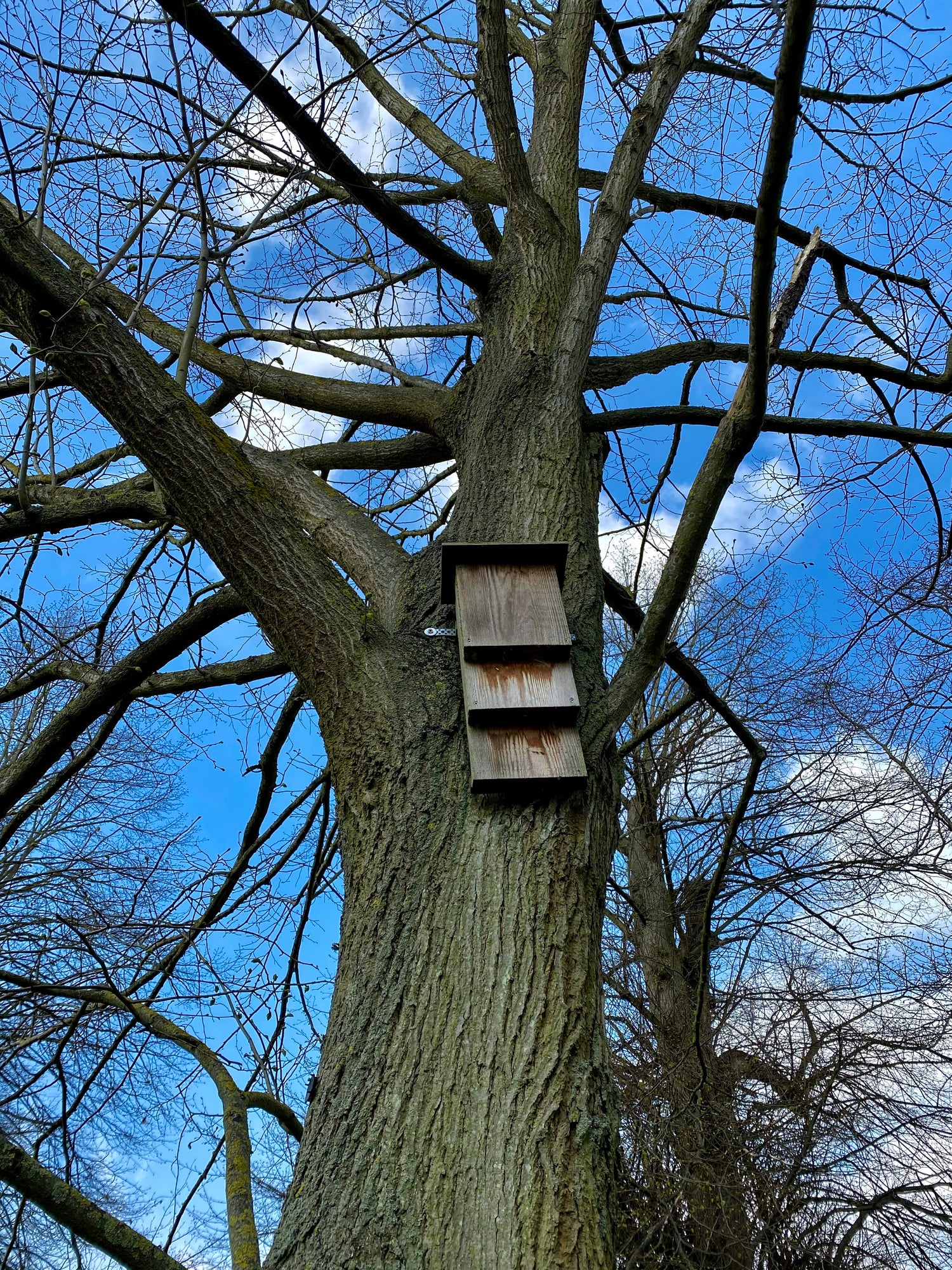 Developers often install bat boxes on trees as part of mitigation outlined by ecologists before work can begin