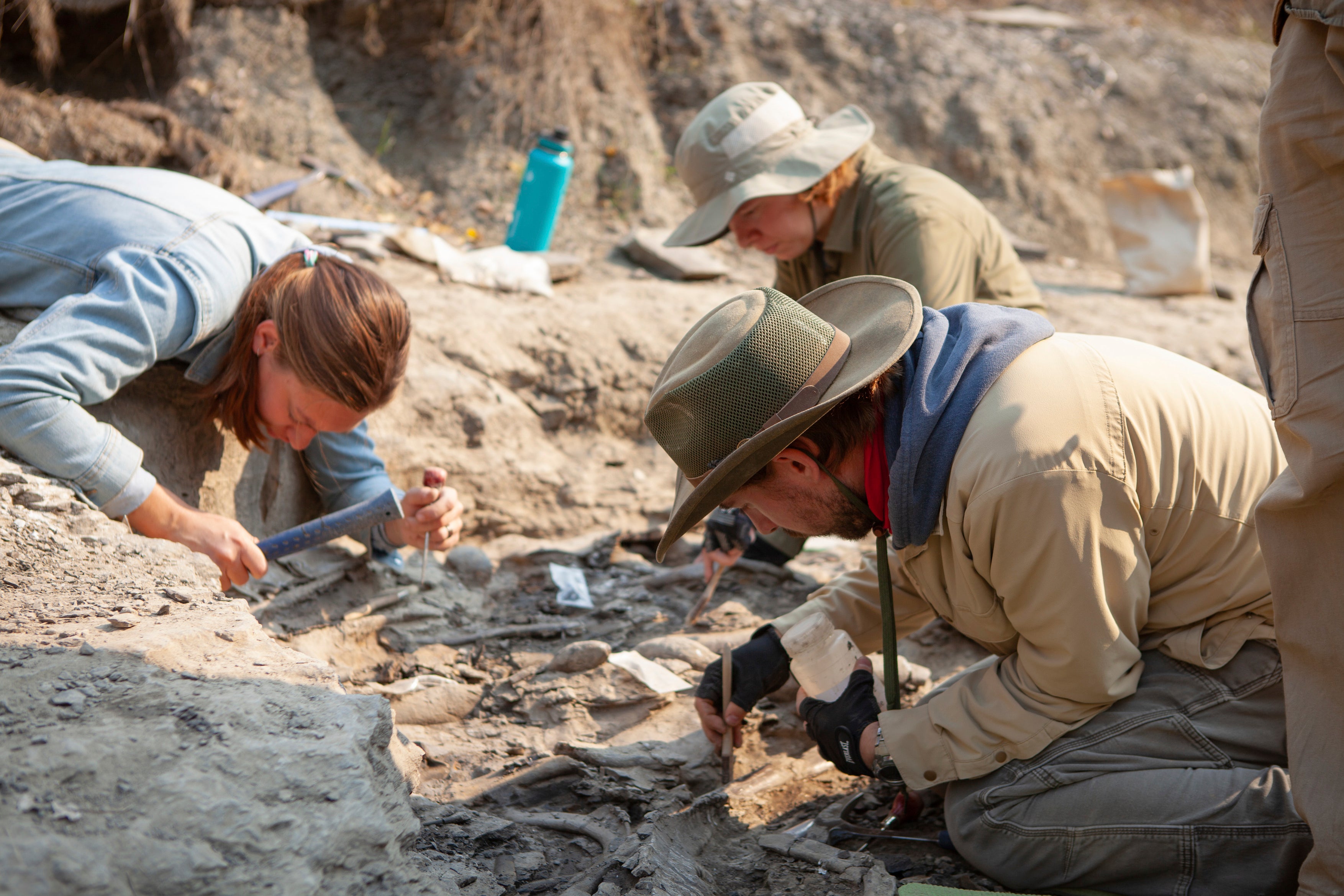 A dig team unearths fossilised bones of Pachyrhinosaurus at Pipestone Creek