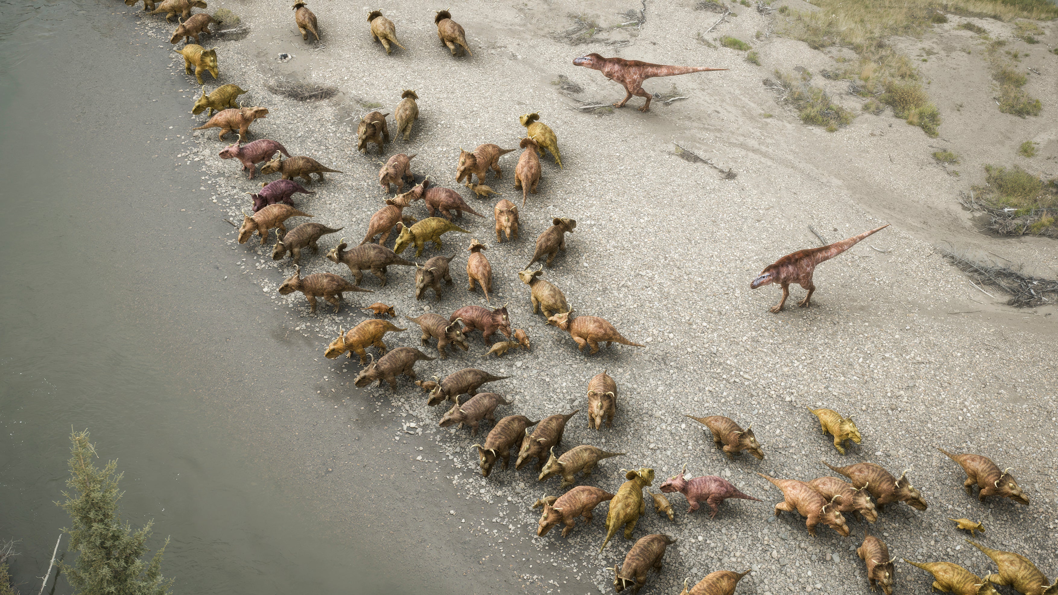 A group of Gorgosaurus drives a herd of Pachyrhinosaurus onto a river bank as a hunting tactic