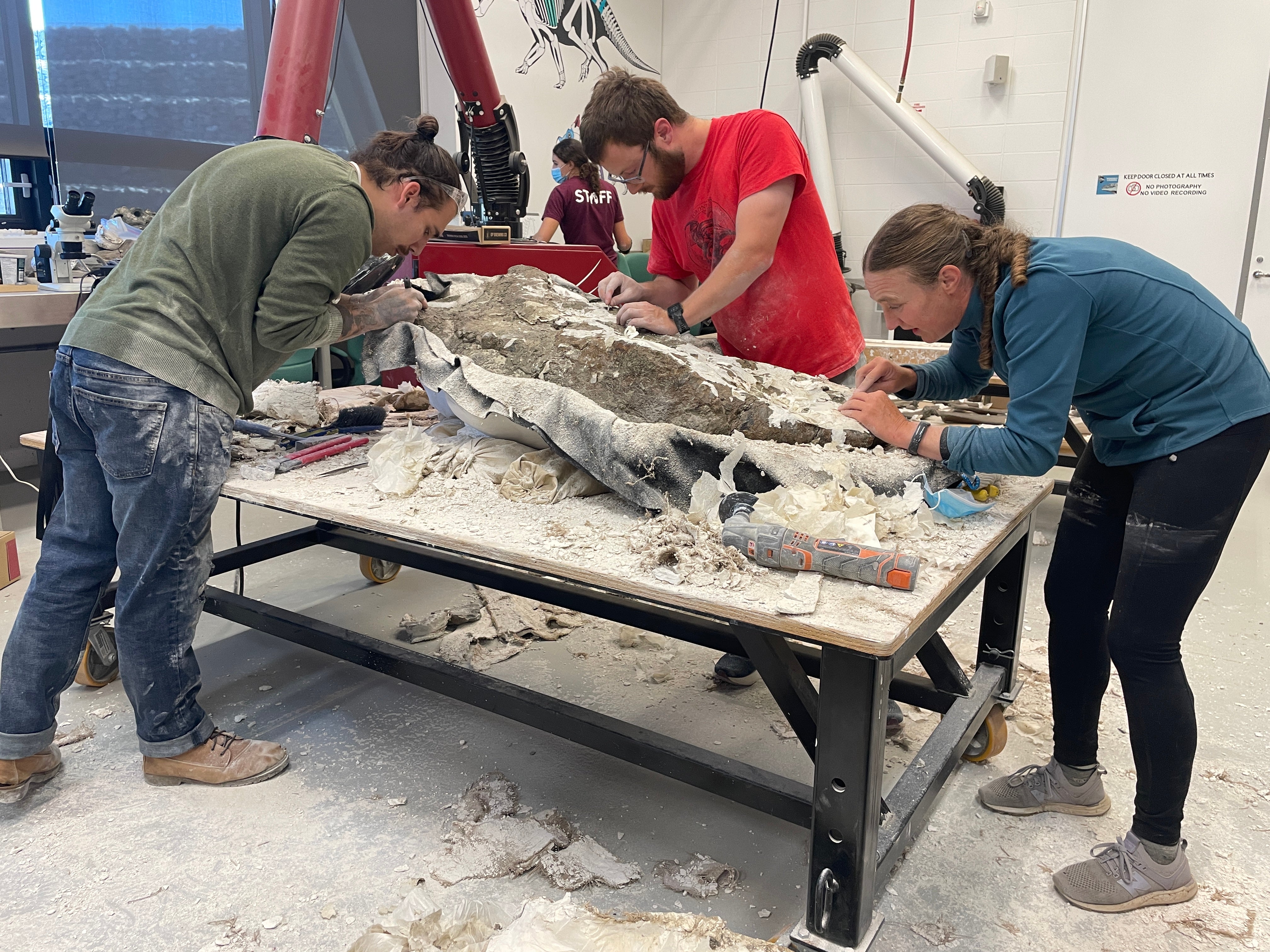 'Flipping' a 180kg dinosaur skull