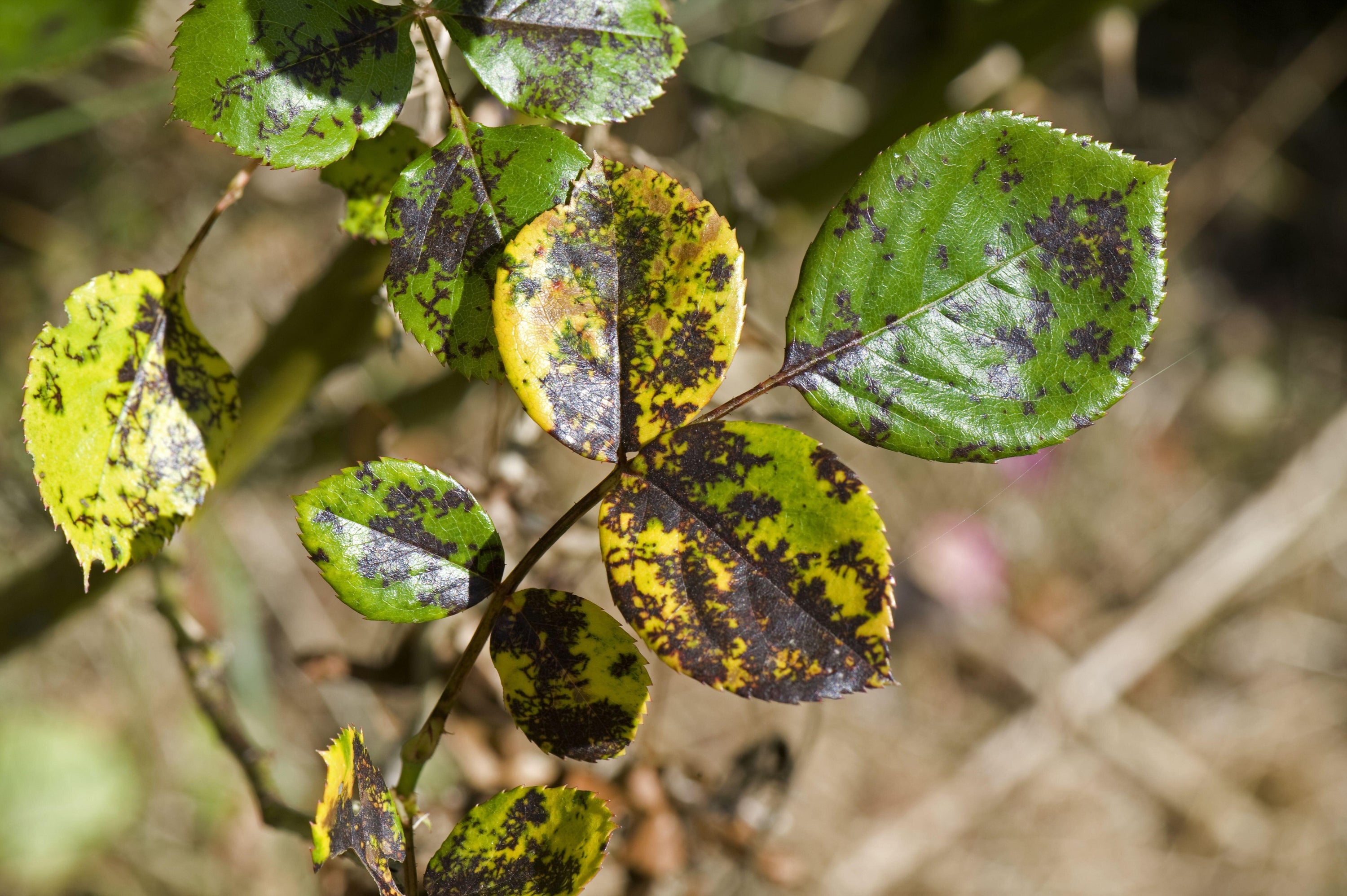 Black spot can been spotted on the leaves of your roses