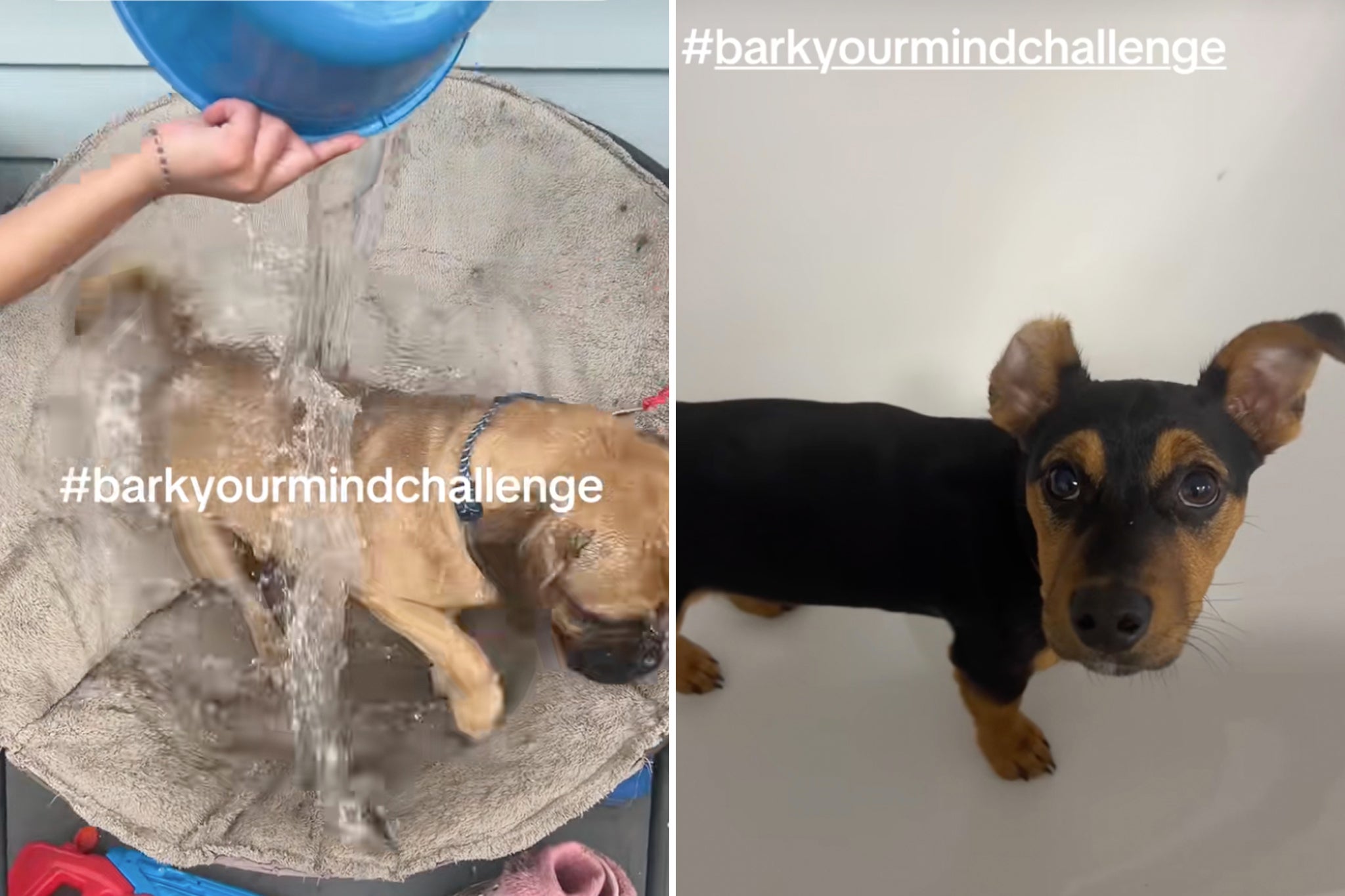 The online trend uses the hashtag #barkyourmindchallenge