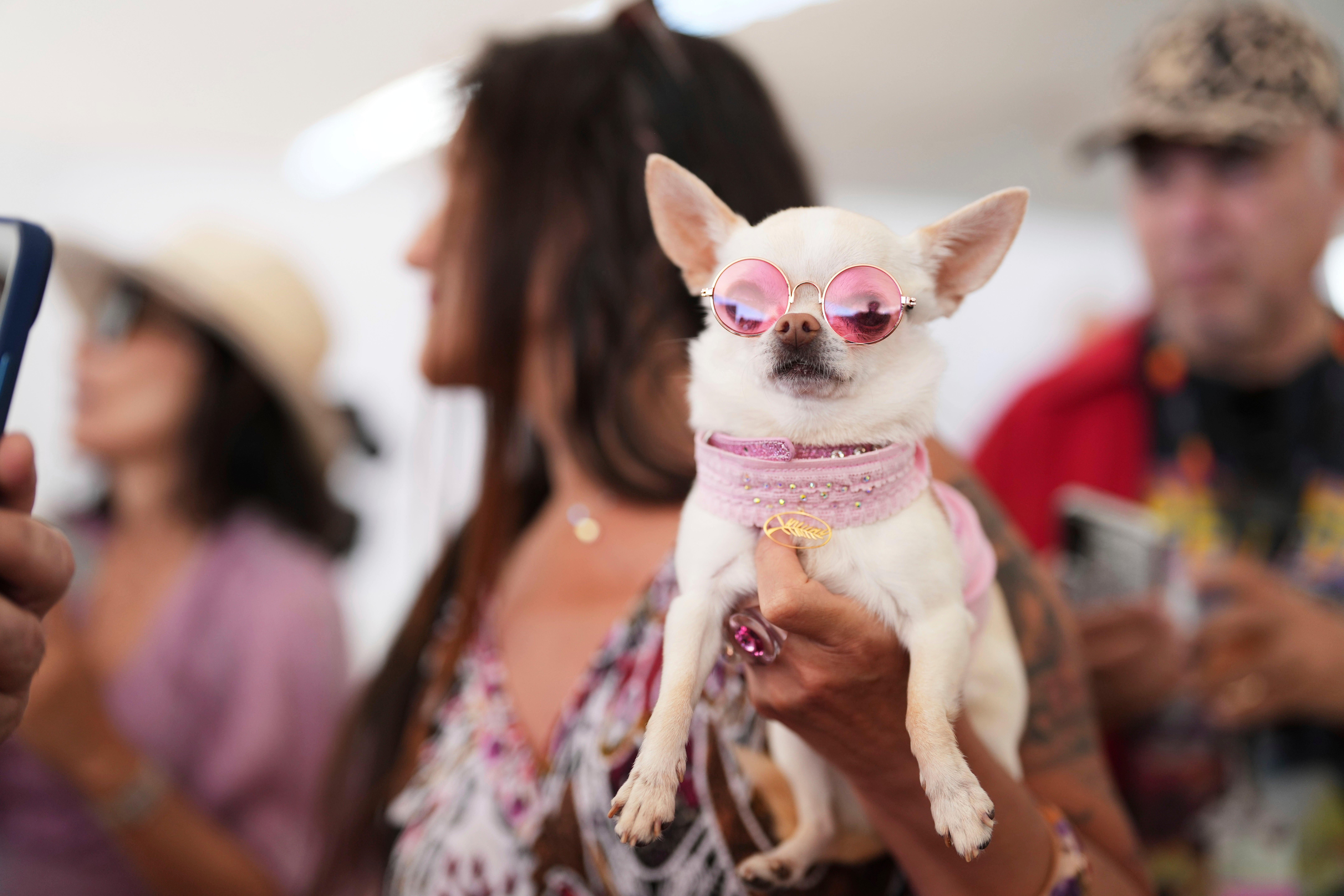 APTOPIX France Cannes 2025 Palm Dog