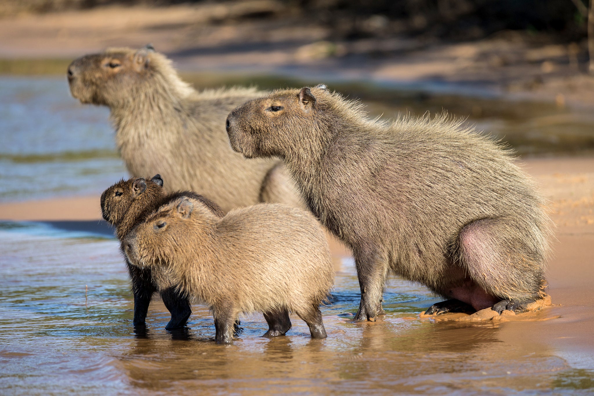 The capybaras were turned over to the National System of Conservation Areas to be evaluated by veterinarians