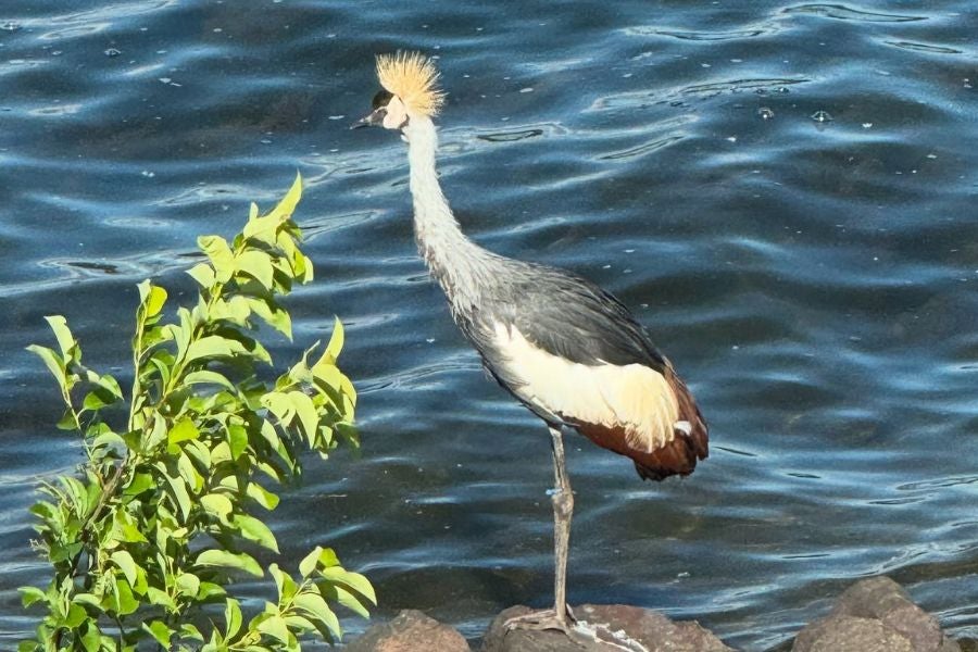 The female juvenile East African Crowned Crane escaped her enclosure at the Cougar Mountain Zoo in Washington.