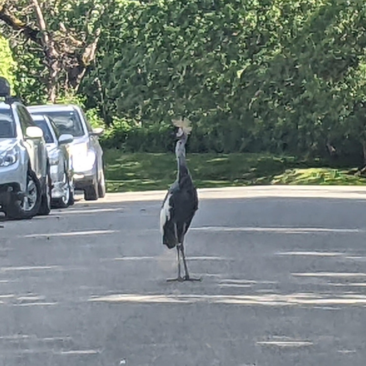 The last sighting of the missing crane came Friday near a boat launch.