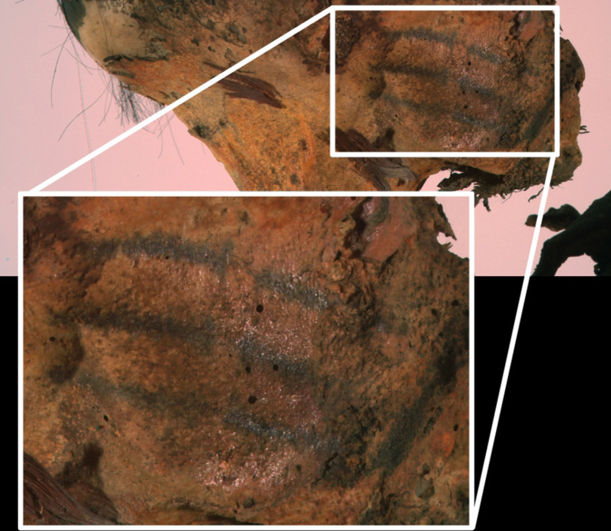 Right cheek of the mummy and magnification