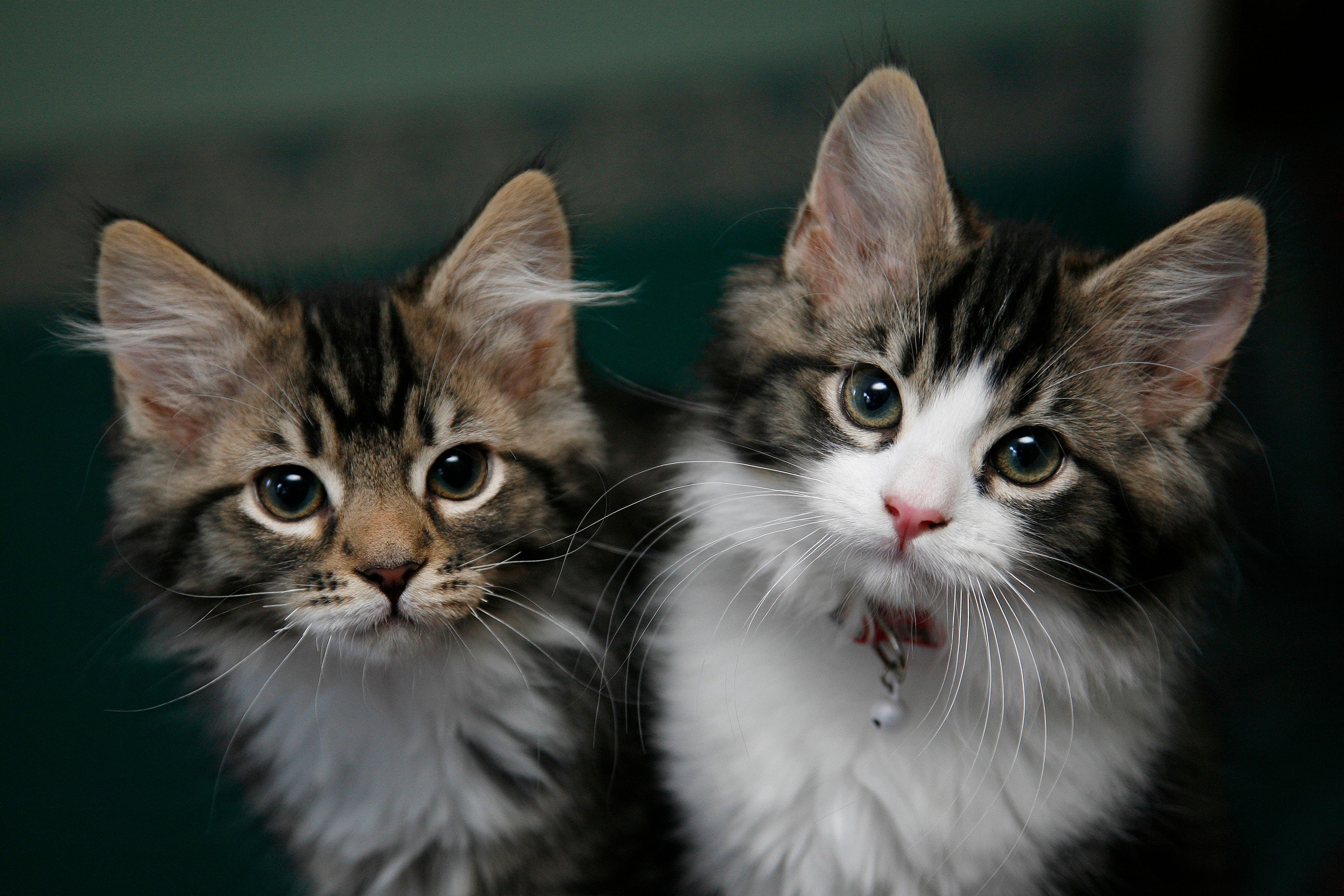 Cats made up £232 million pet insurance claims last year, the ABI said, according to data reported by its members (Nick Ansell/PA)