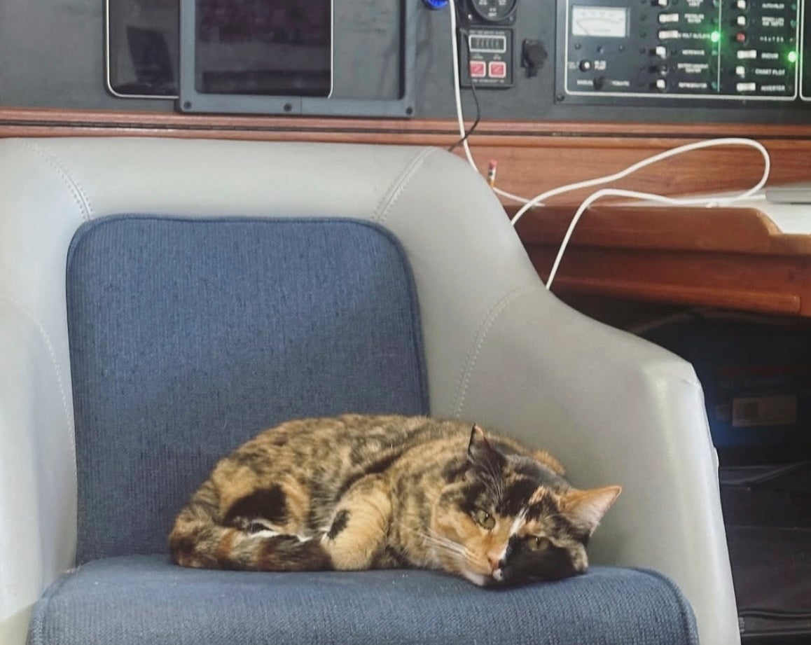 In this photo provided by Oliver Widger to the Associated Press via his Instagram account on May 15, his cat, Phoenix, sits inside their sailboat somewhere in the Pacific Ocean