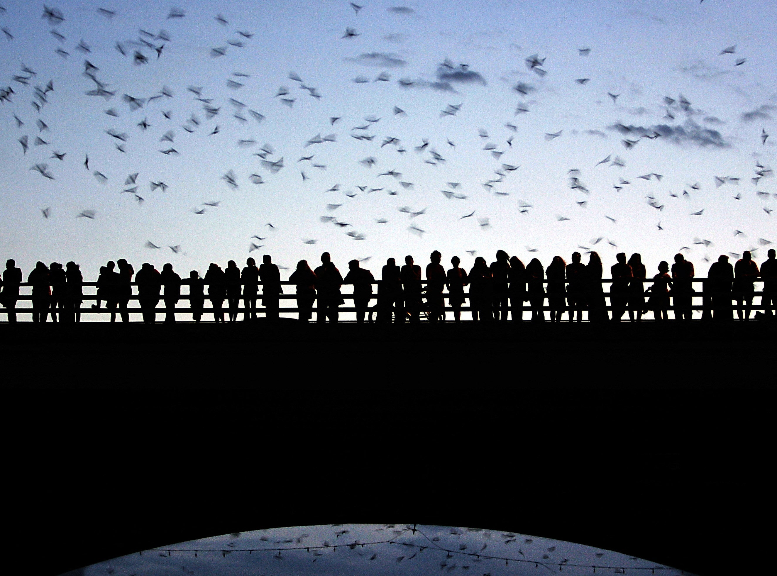 Nocturnal pollinators play just as significant a role as their daytime counterparts, according to a recent review from researchers in Sweden. They’re calling for better protections to safeguard the species, which help to safeguard the world’s food supply