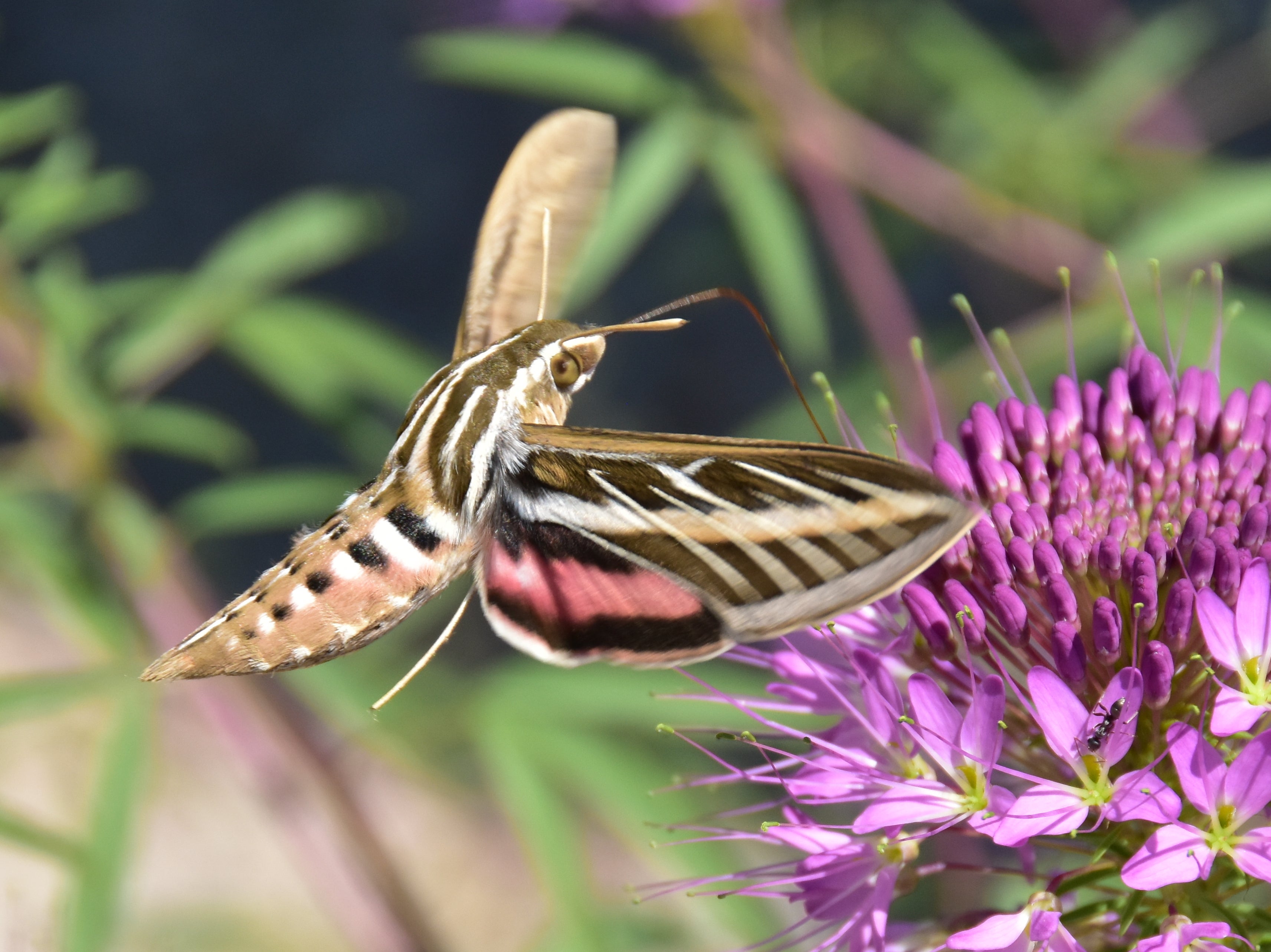 The white-lined sphinx moth, which is also known as the hummingbird moth, is a crucial pollinator for twilight-blooming flowers, according to Mass Audubon. They are found throughout North America