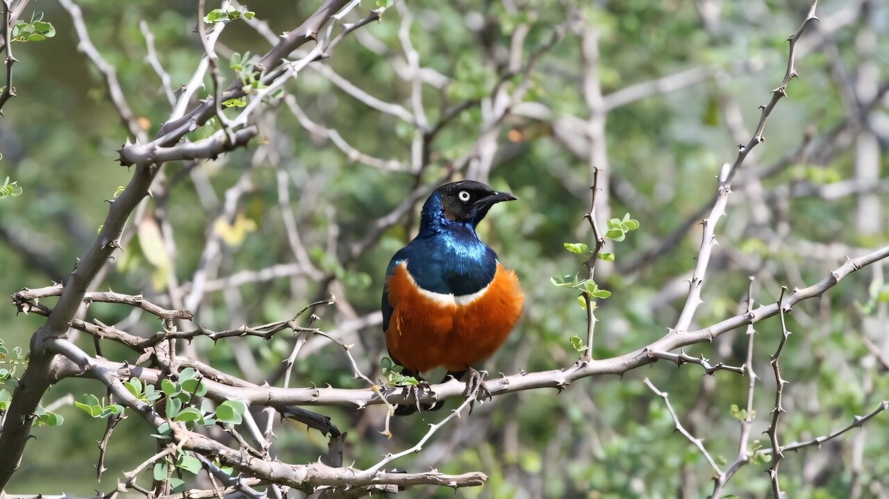 A superb starling