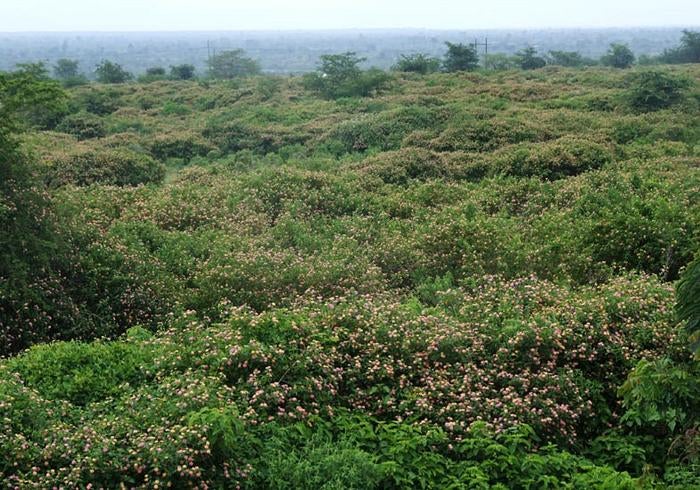 Lantana camara is a major invasive shrub impacting biodiversity globally