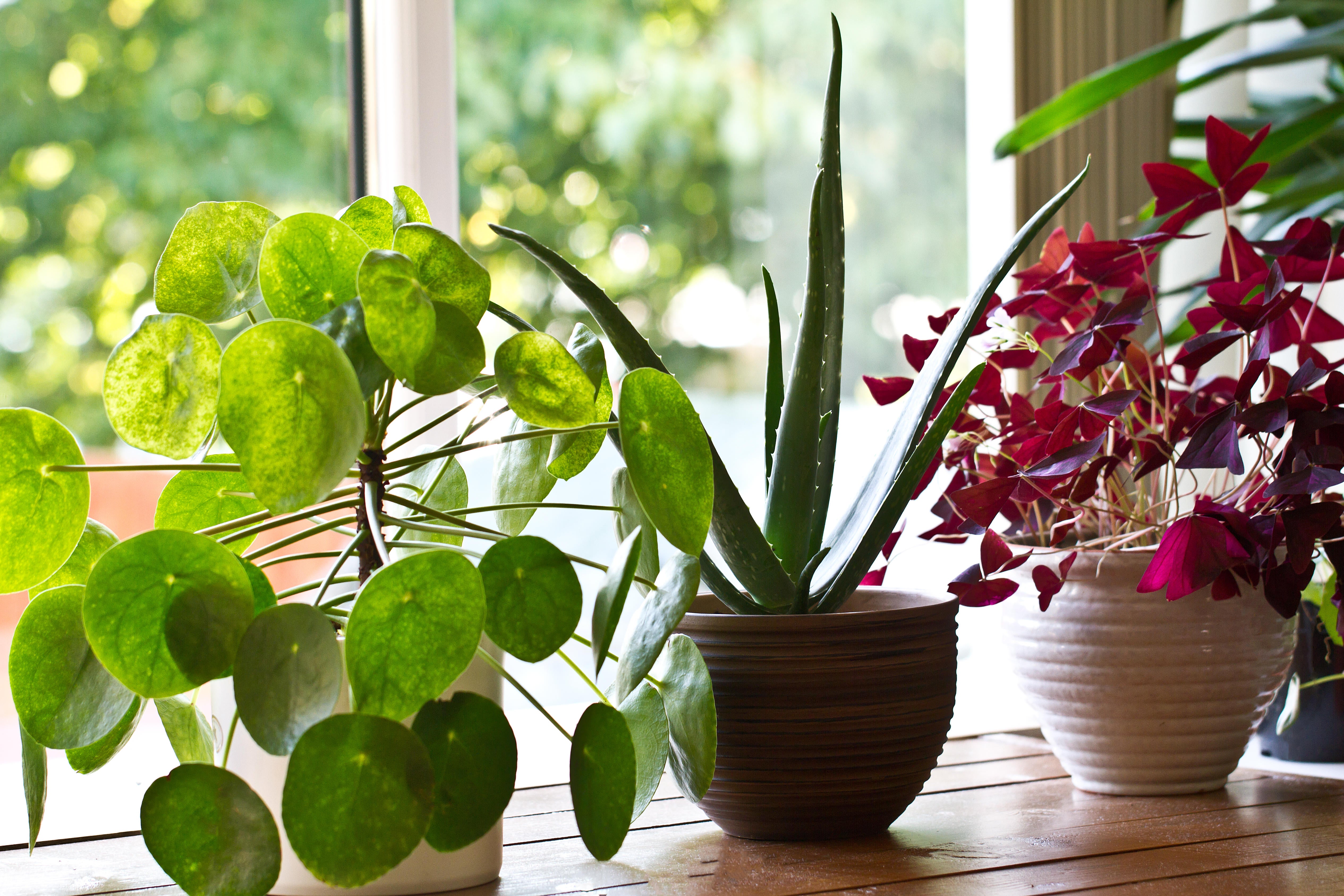 The houseplant trends you should know about this autumn