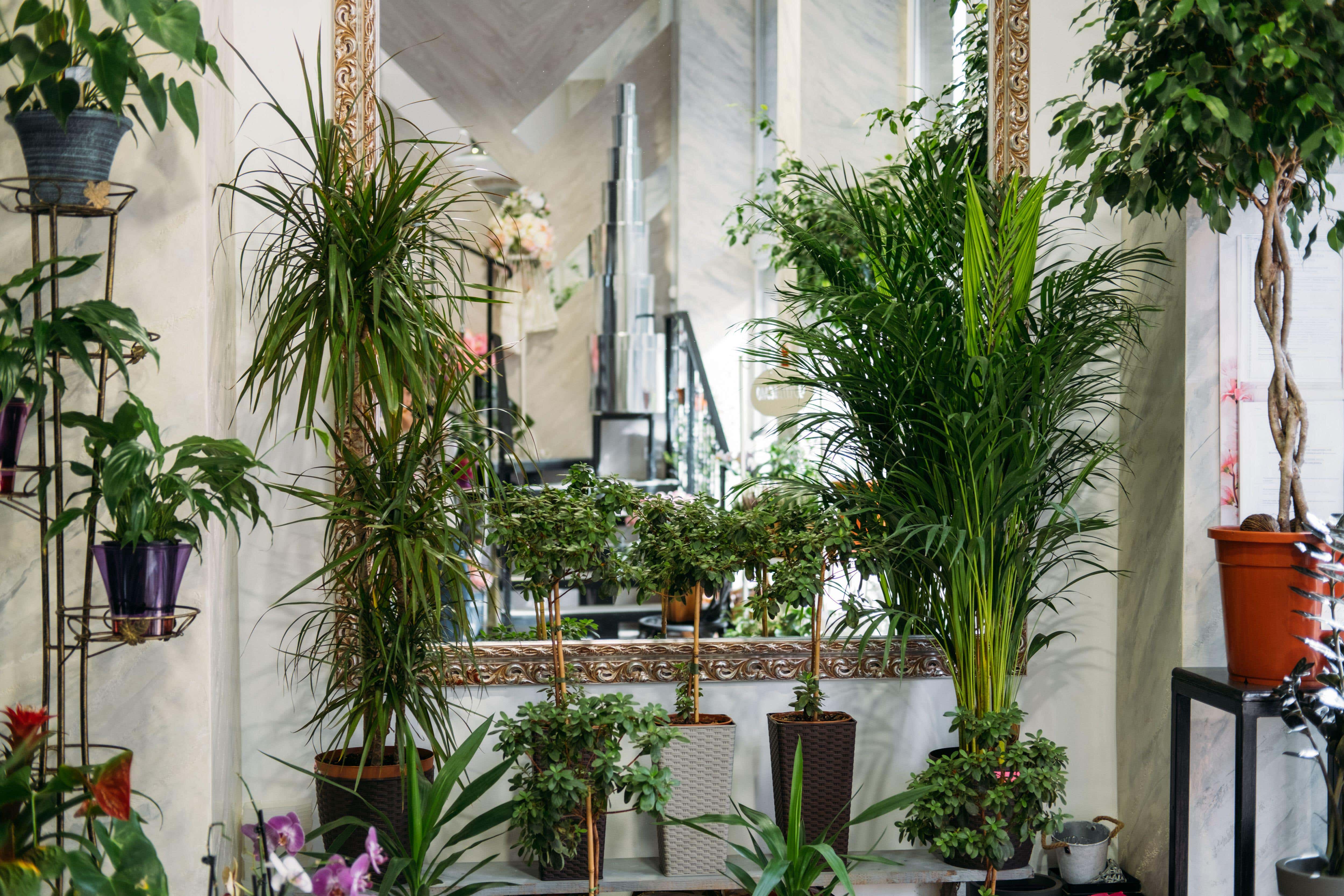 Get creative with indoor houseplants (Alamy/PA)