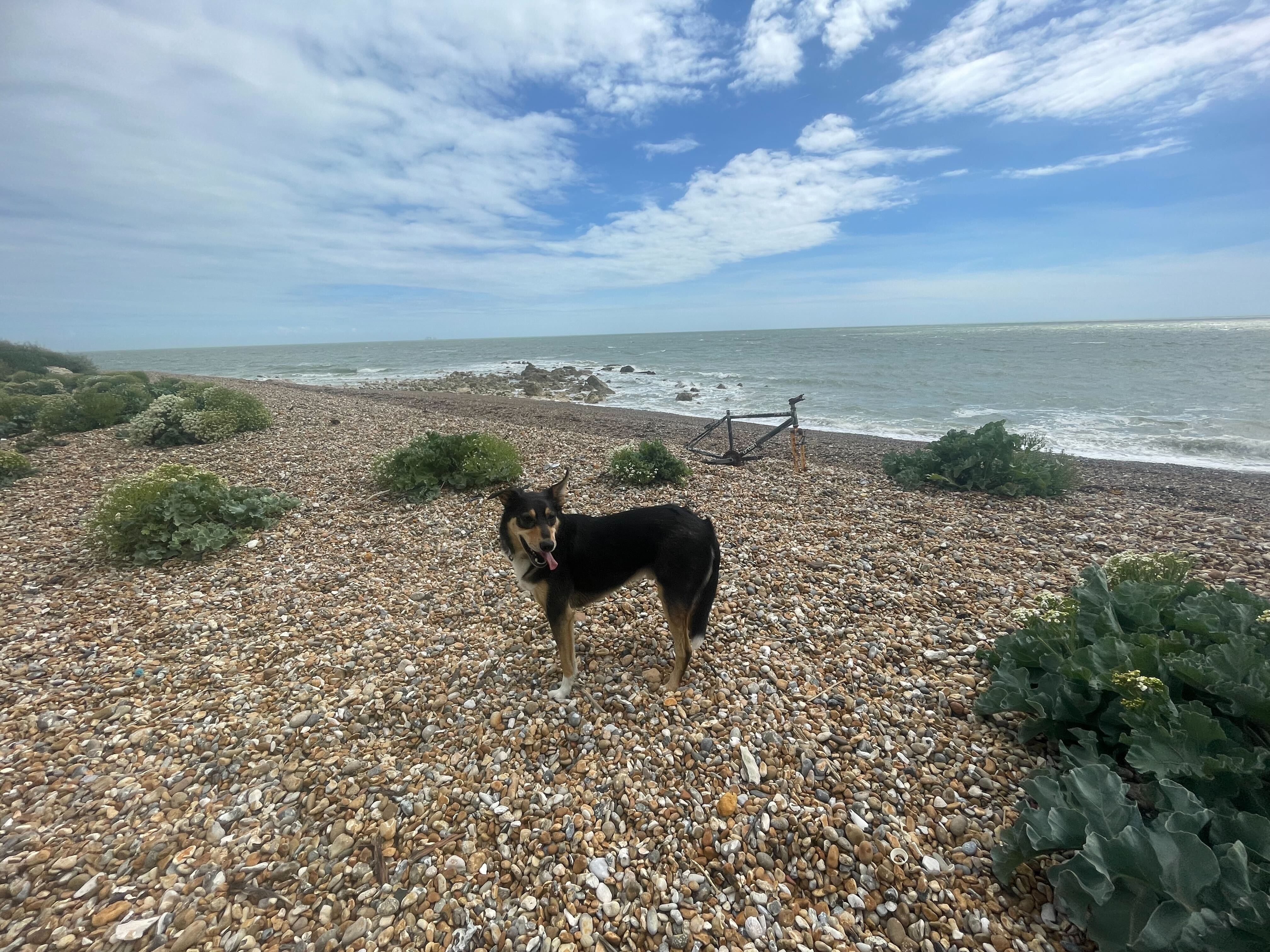 A dog explores a Dover beach on bank holiday Monday
