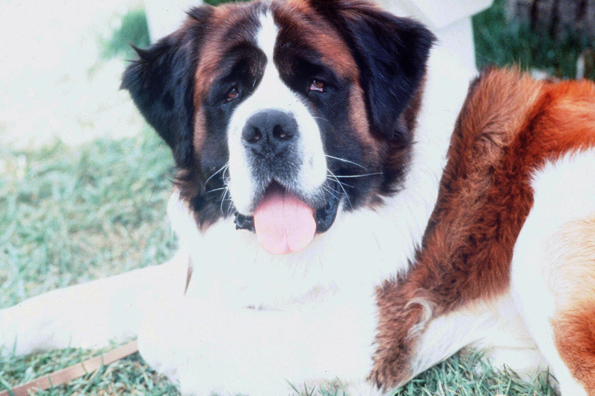 Beethoven the Dog in ‘Beethoven’