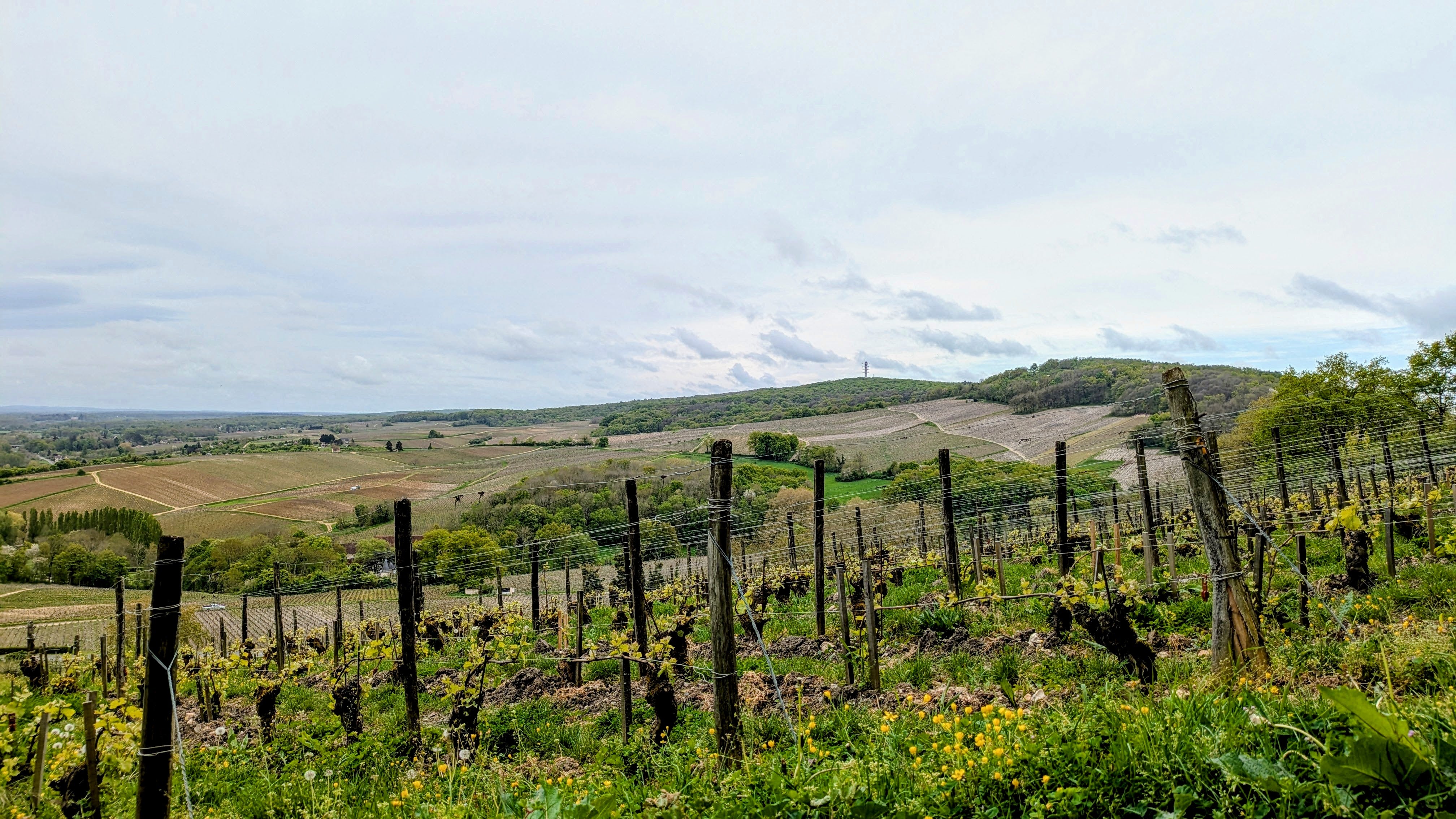 The countryside around the town of Sancerre produces some of the region's finest wines